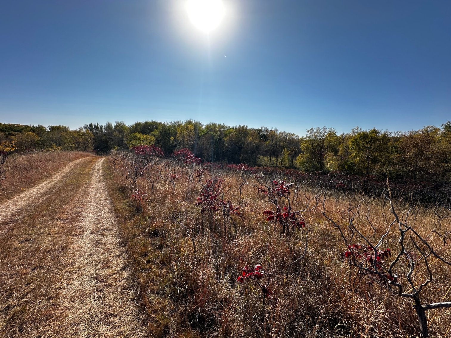 Image for Pope County - Goose Lake - Hunting/Lakeshore Land Auction