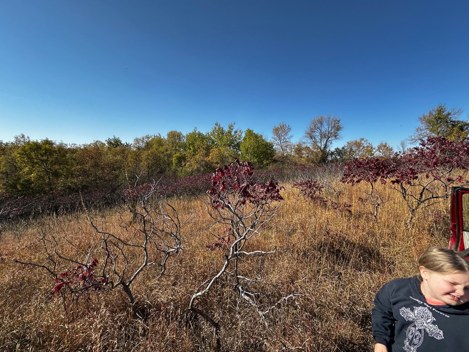 Image for Pope County - Goose Lake - Hunting/Lakeshore Land Auction