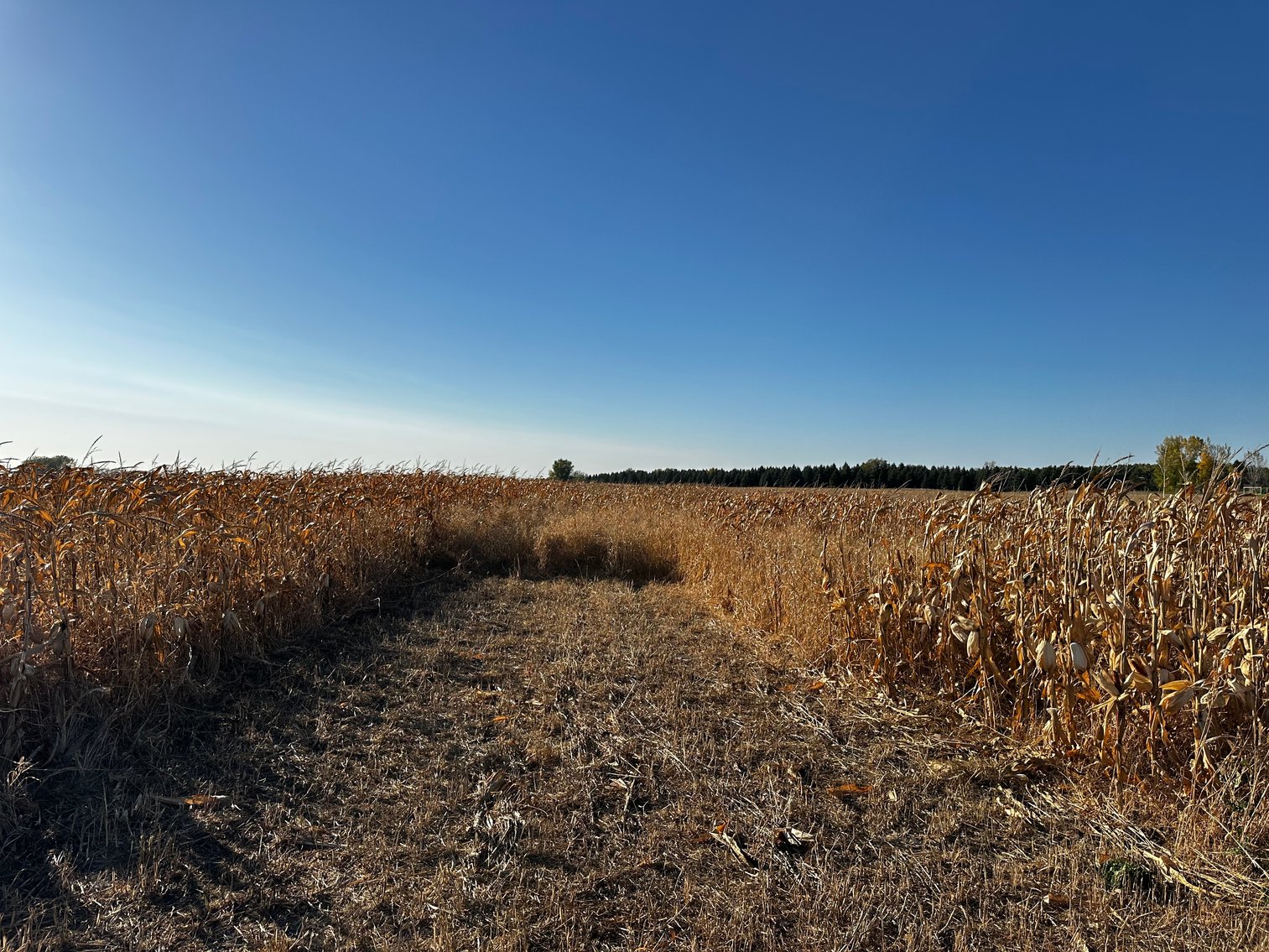 Image for Stearns County - Fuchs Family - Farm Land Auction
