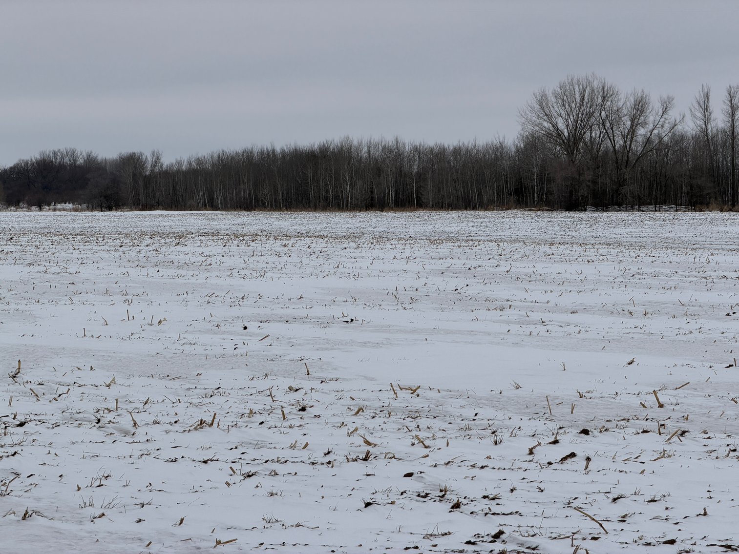 Image for Stearns County Lake George Township Online Only Land Auction