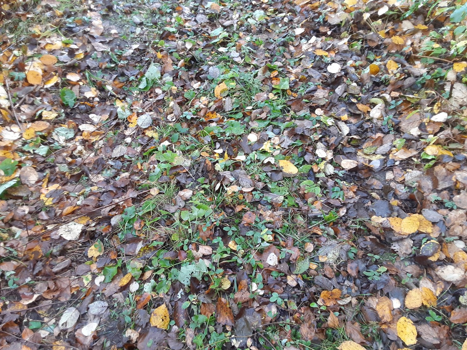 Image for Hunting/Recreation Land Hubbard County MN Auction