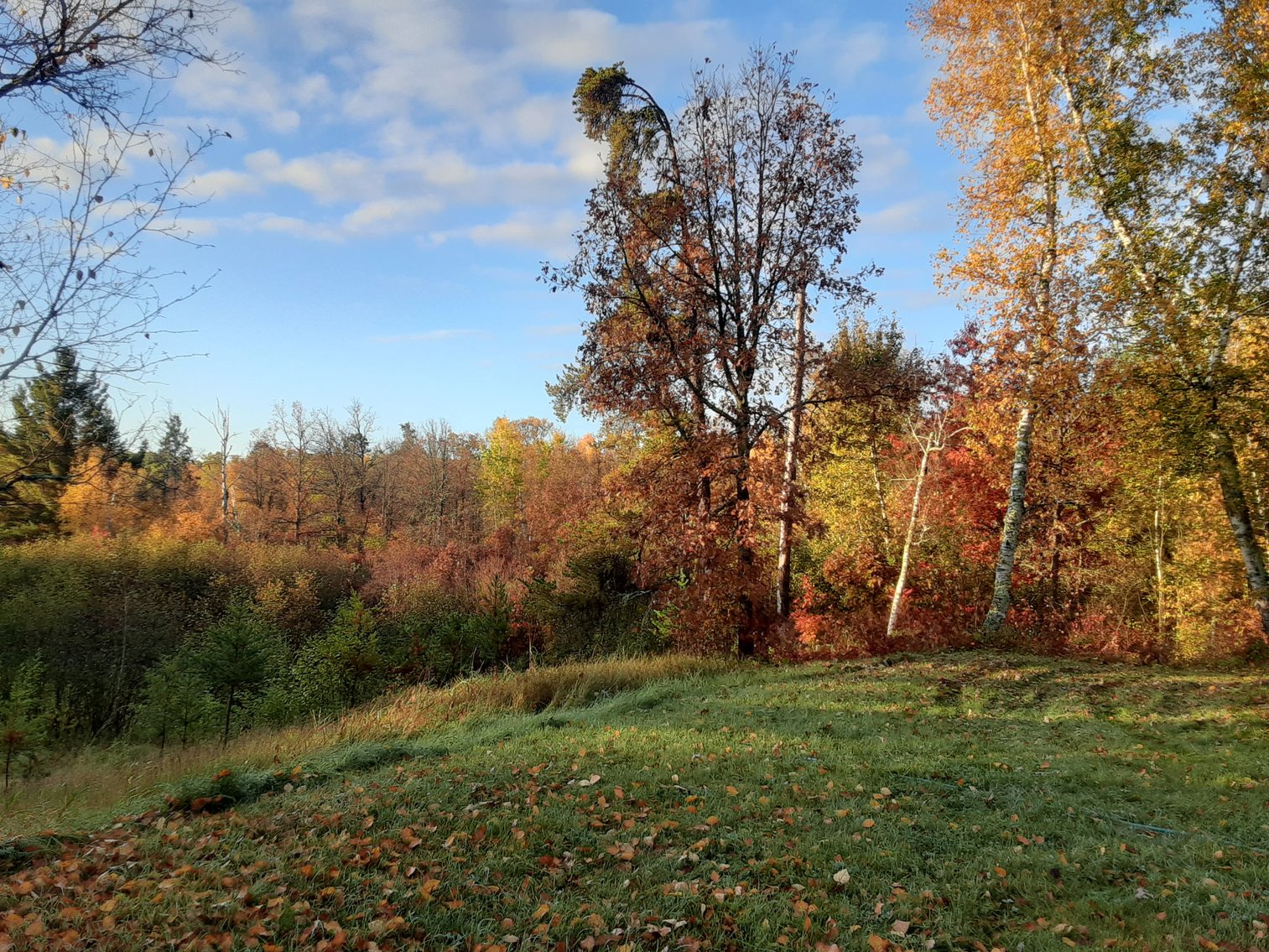 Image for Hunting/Recreation Land Hubbard County MN Online Only Auction