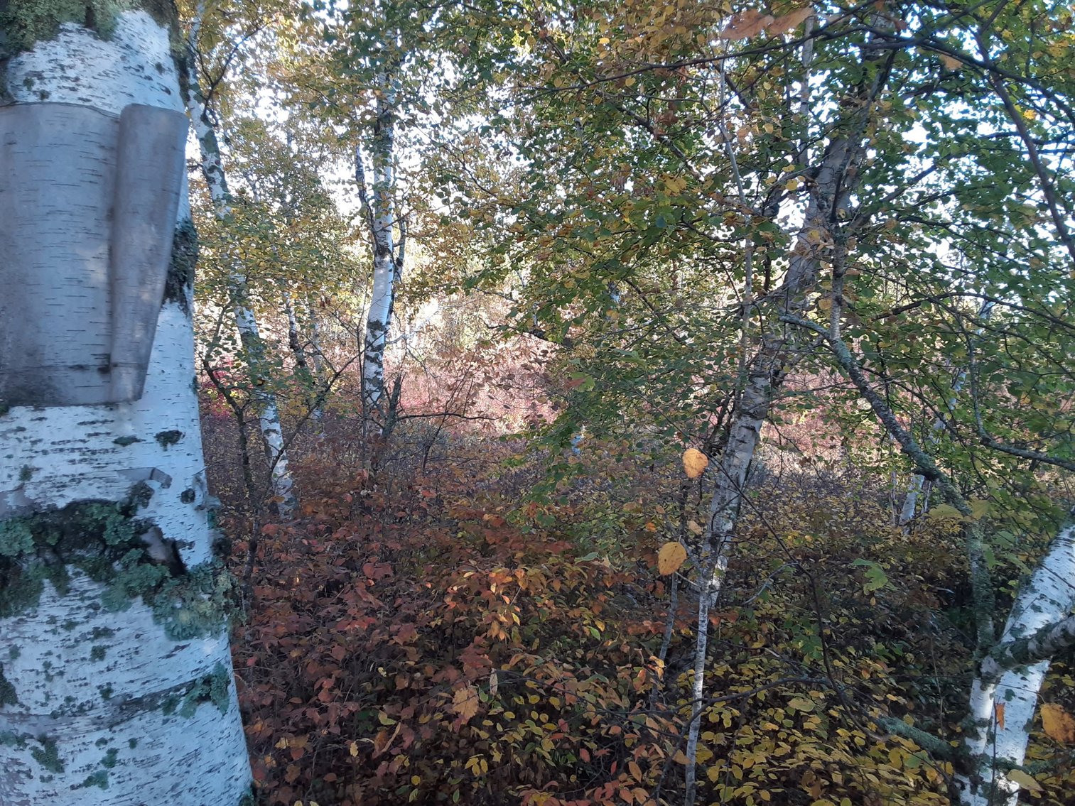 Image for Hunting/Recreation Land Hubbard County MN Online Only Auction