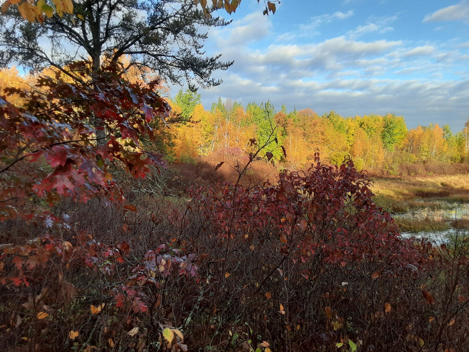 Image for Hunting/Recreation Land Hubbard County MN Online Only Auction