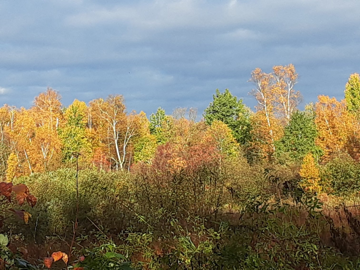 Image for Hunting/Recreation Land Hubbard County MN Online Only Auction