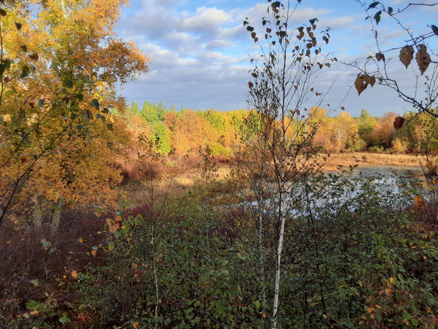 Image for Hunting/Recreation Land Hubbard County MN Online Only Auction