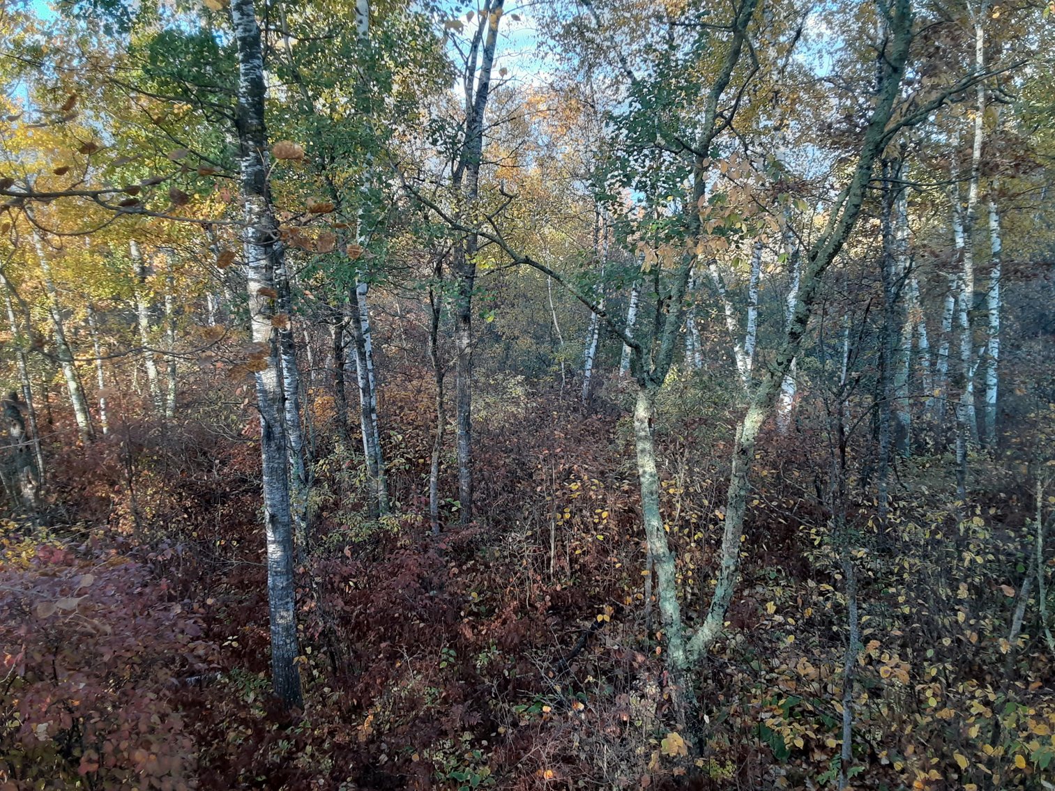 Image for Hunting/Recreation Land Hubbard County MN Online Only Auction