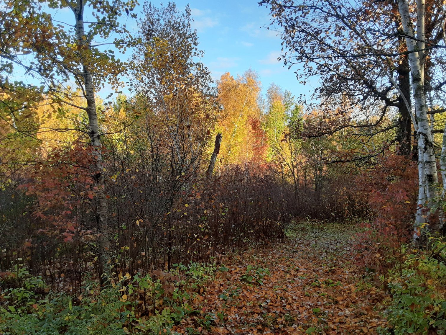 Image for Hunting/Recreation Land Hubbard County MN Online Only Auction