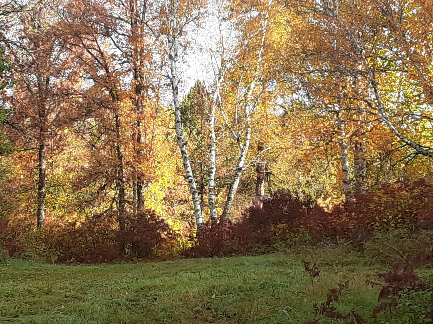 Image for Hunting/Recreation Land Hubbard County MN Online Only Auction