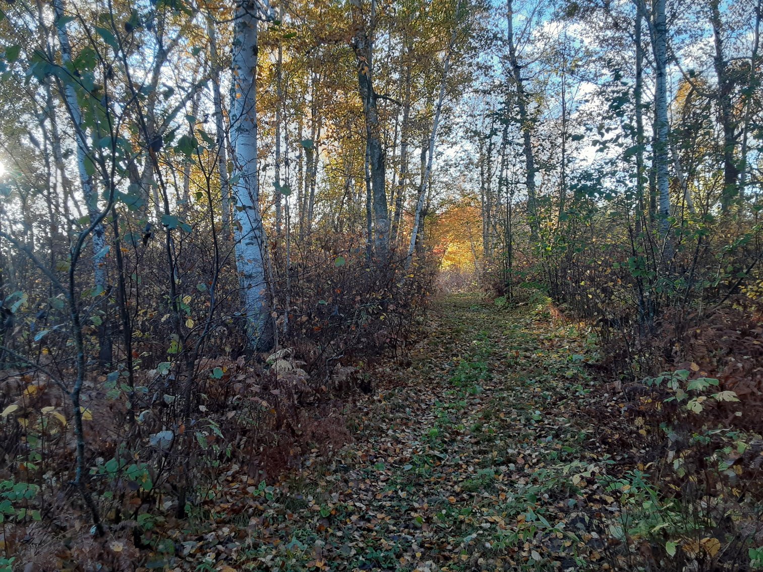 Image for Hunting/Recreation Land Hubbard County MN Online Only Auction