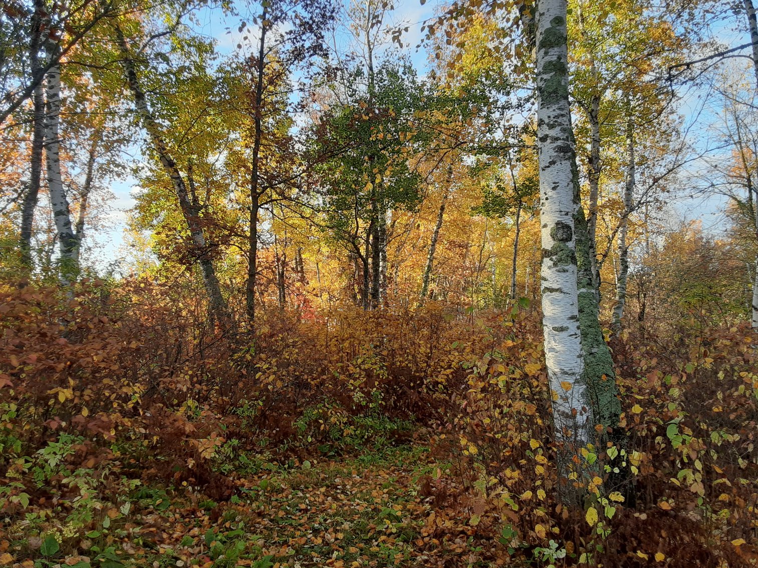 Image for Hunting/Recreation Land Hubbard County MN Online Only Auction