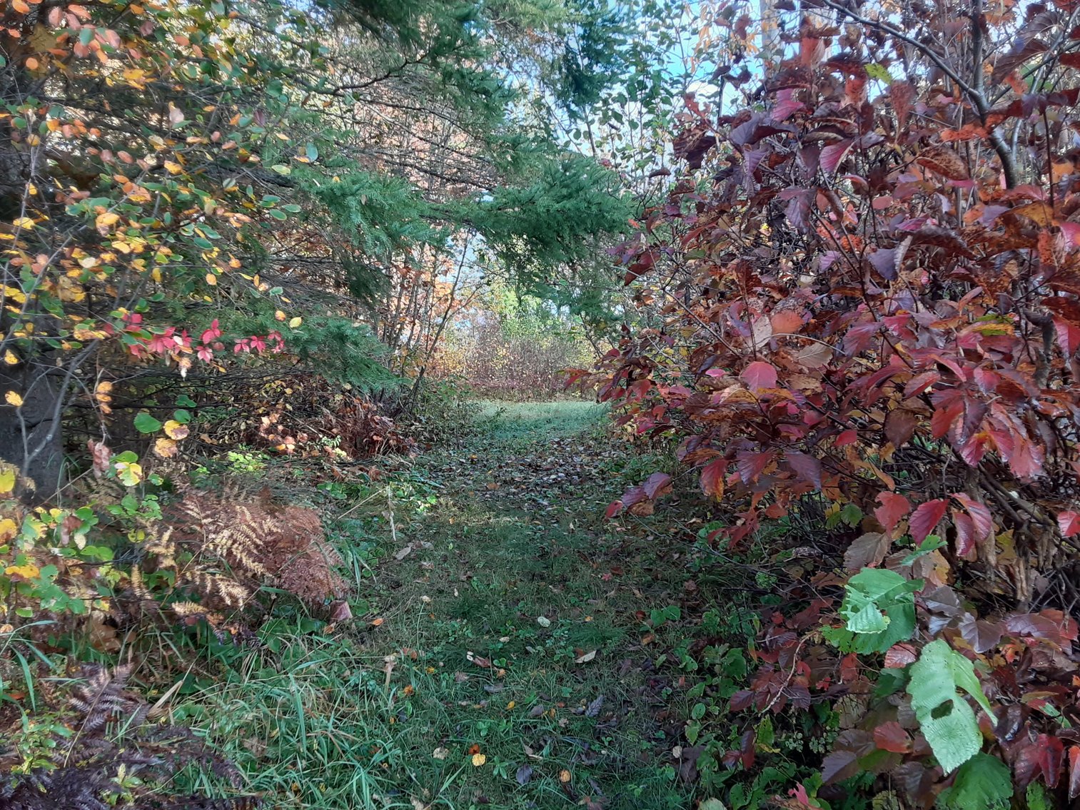 Image for Hunting/Recreation Land Hubbard County MN Online Only Auction