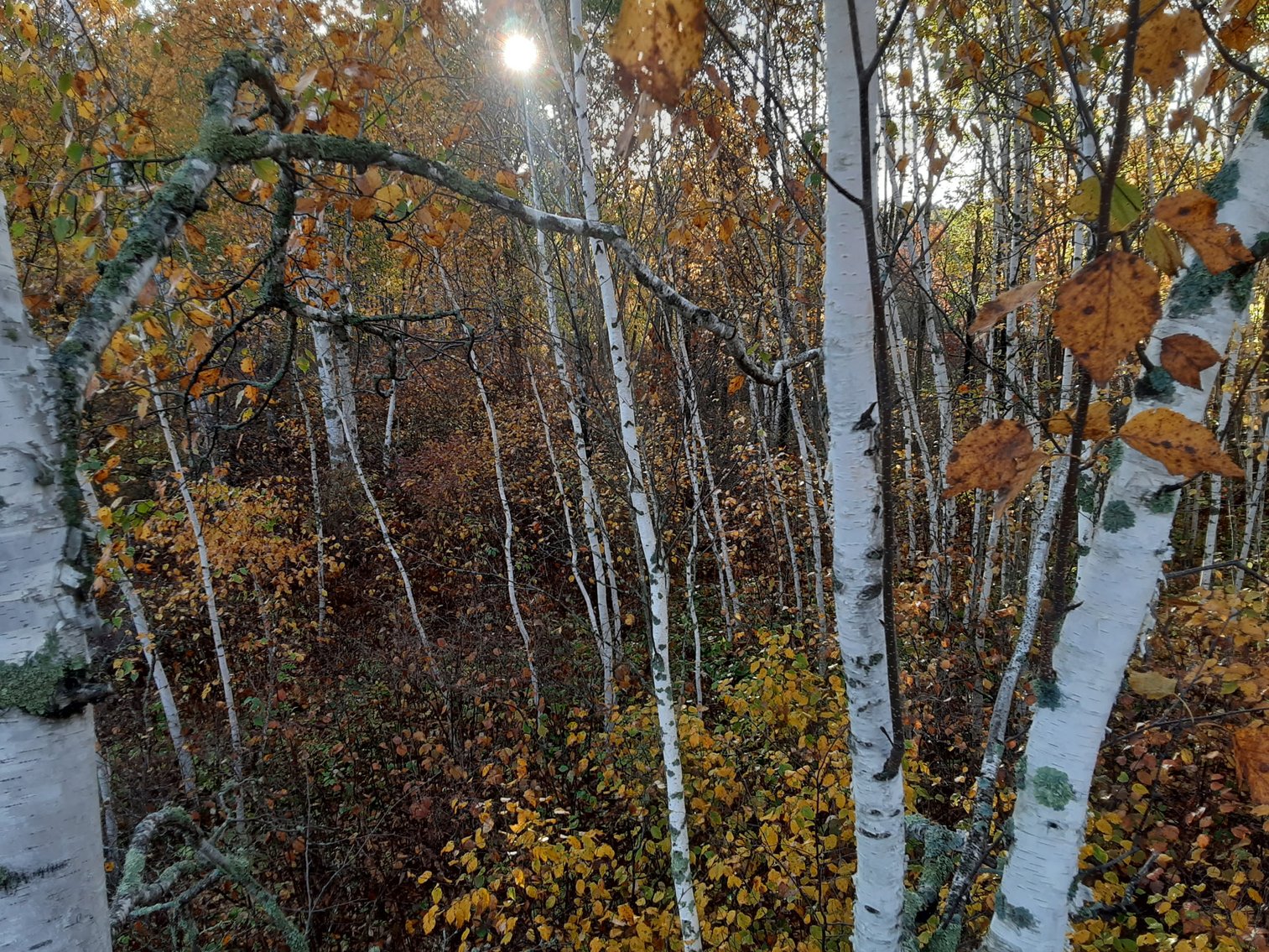 Image for Hunting/Recreation Land Hubbard County MN Online Only Auction