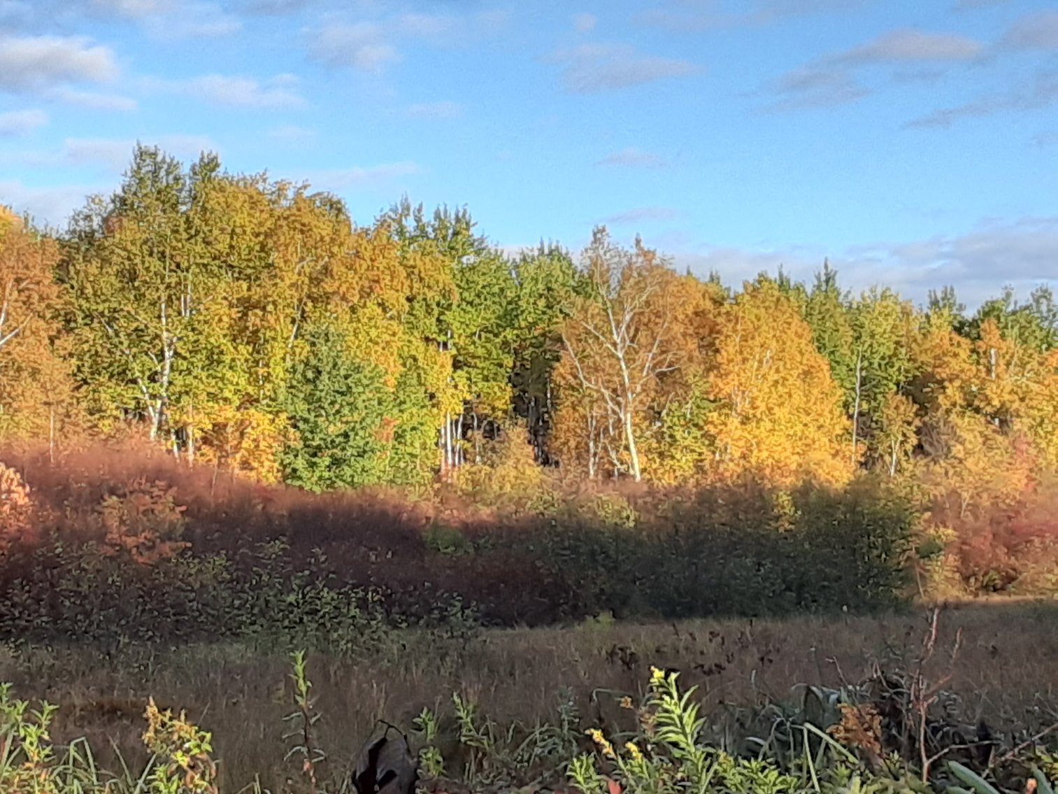 Image for Hunting/Recreation Land Hubbard County MN Online Only Auction