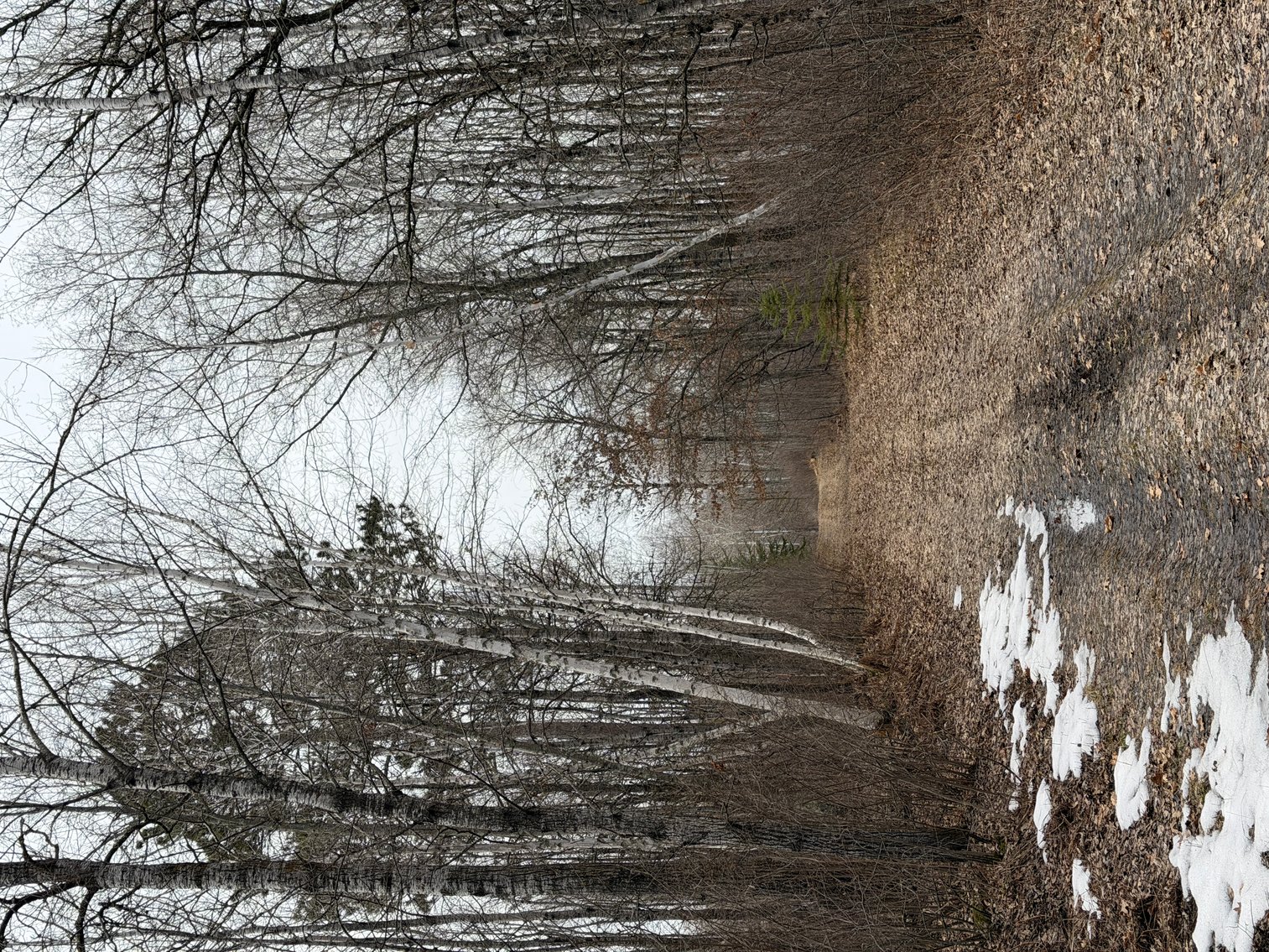 Image for Hunting/Recreation Land Hubbard County MN Online Only Auction