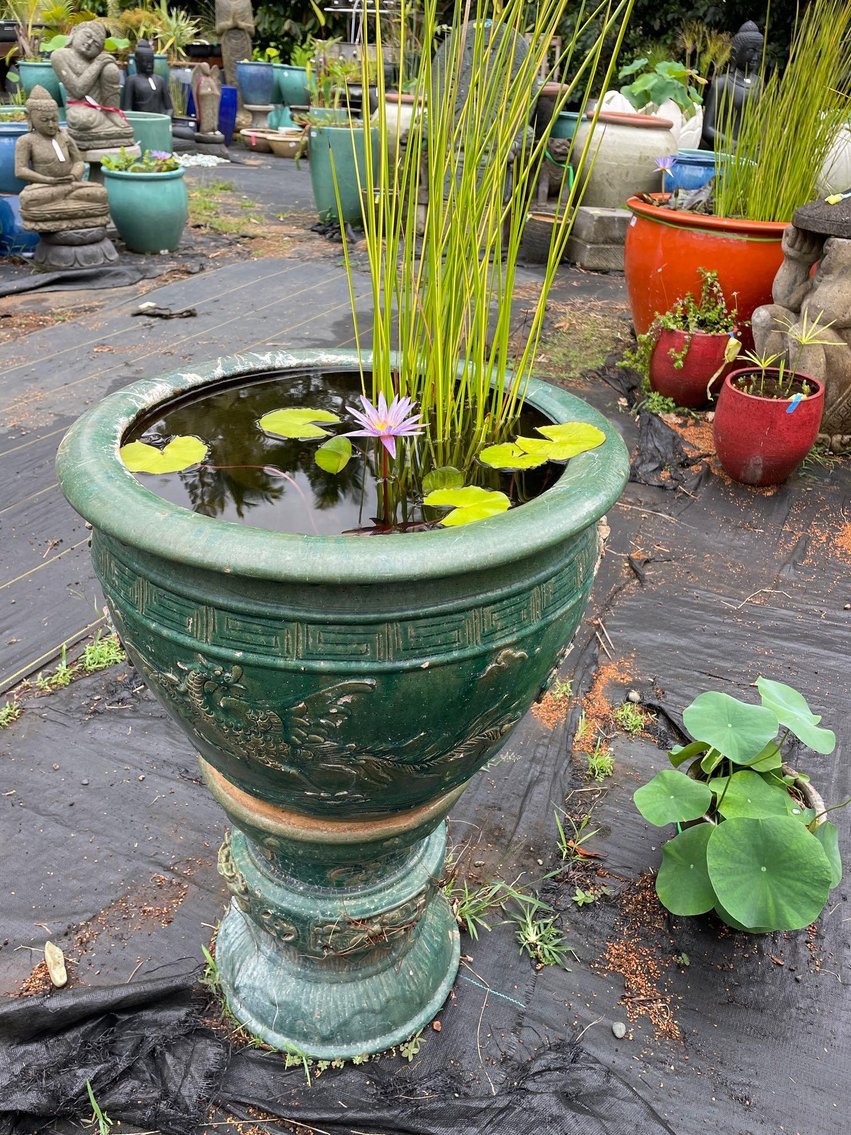 Image for 08/14 Garden Ponds Kilauea (Kauai) Collaborated Auction