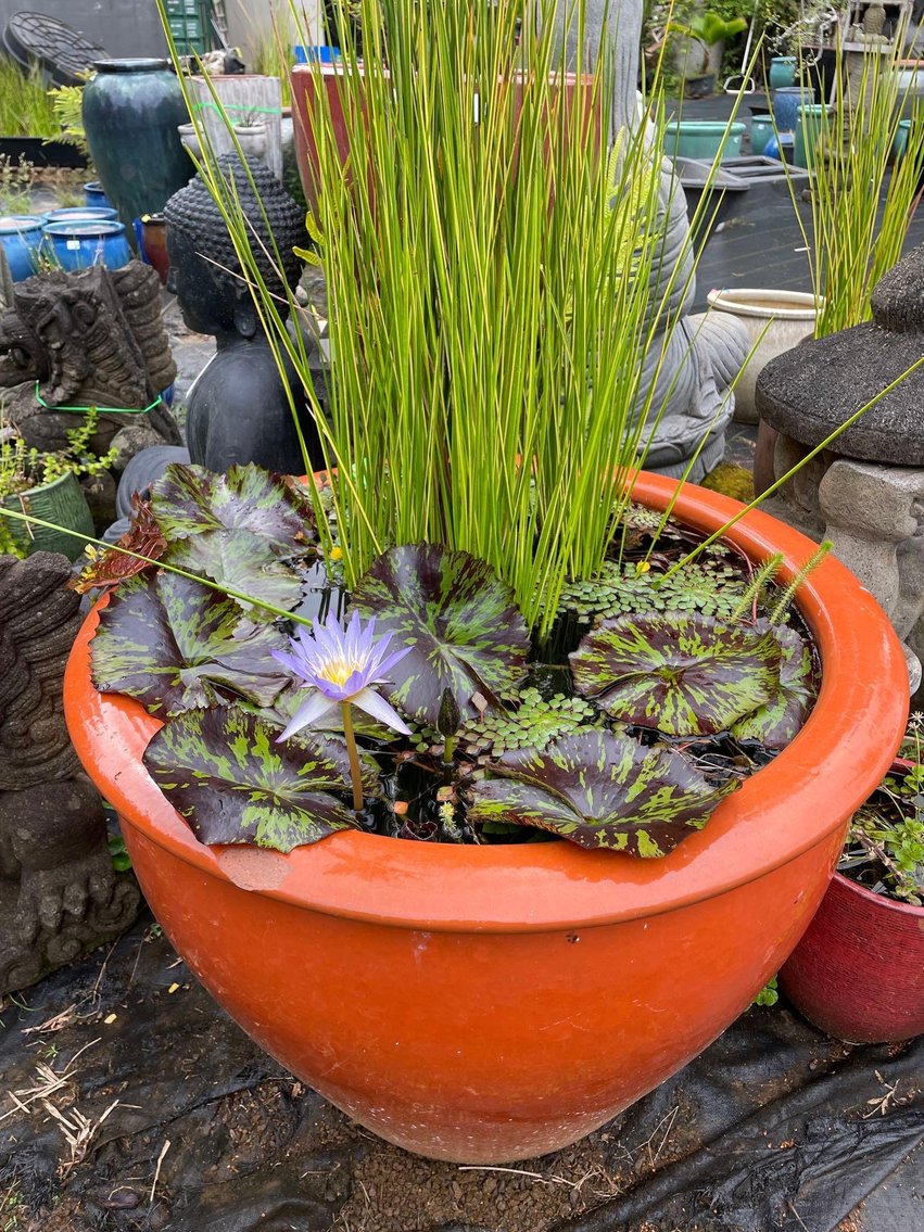 Image for 08/14 Garden Ponds Kilauea (Kauai) Collaborated Auction