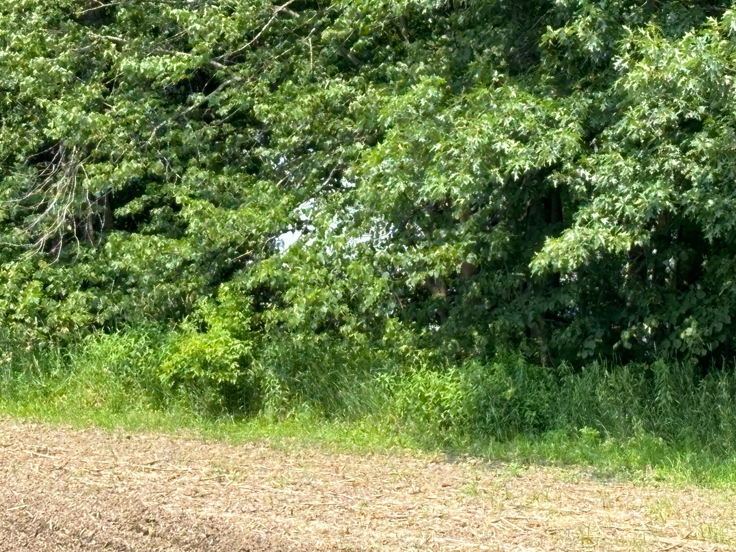 Image for 22 Acres Vacant Land, Kohlhoff Ln, Watertown For Sale by Online Bidding