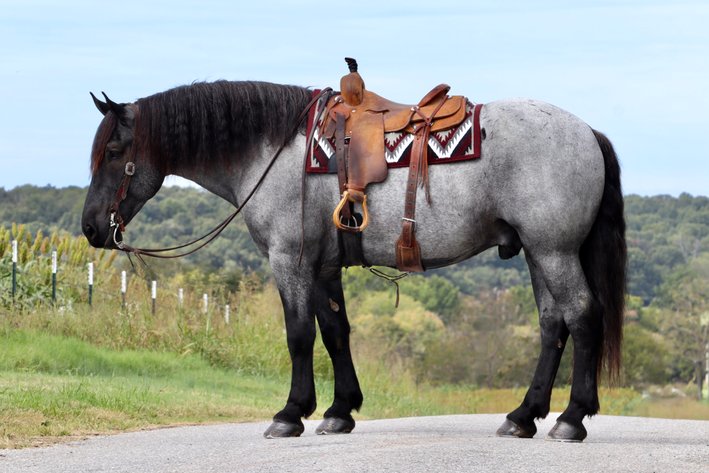 Image for May Online Sale