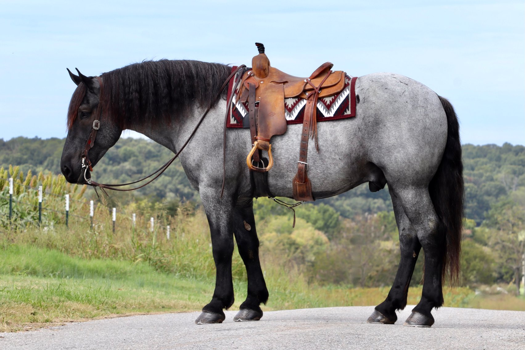 Image for May Online Sale