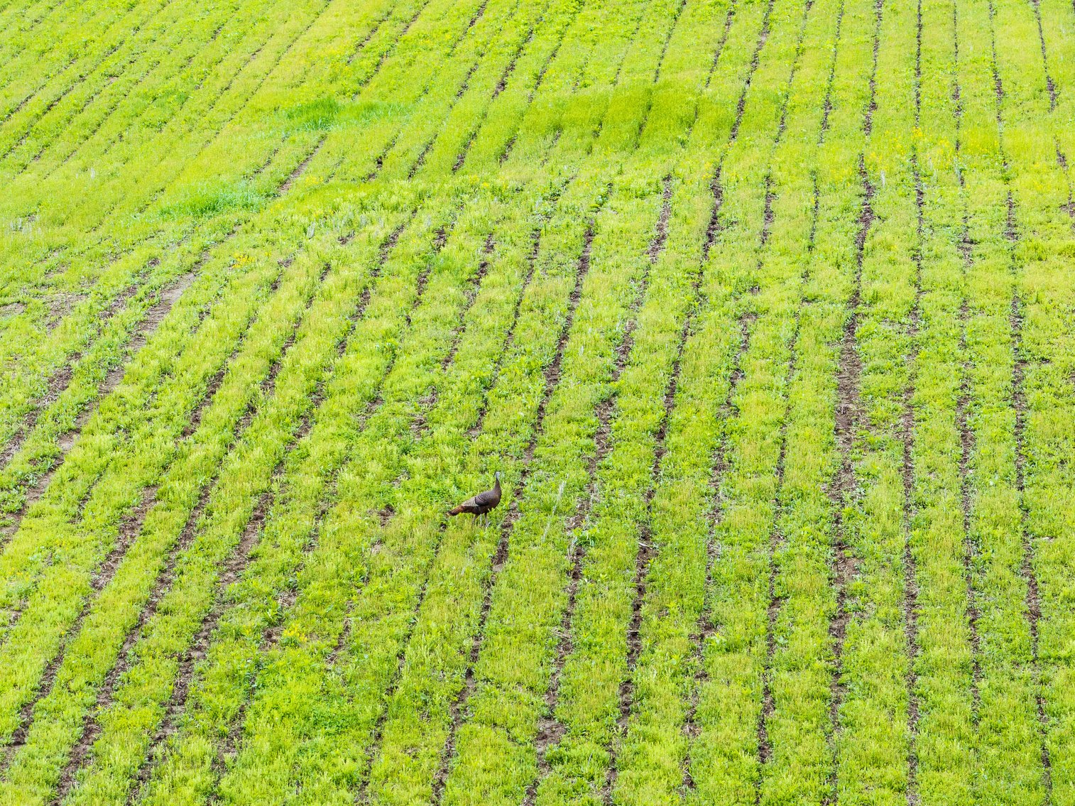 Image for 129.73 acres m/l, Hwy 6, Humphreys MO 64646, MLS 24026595