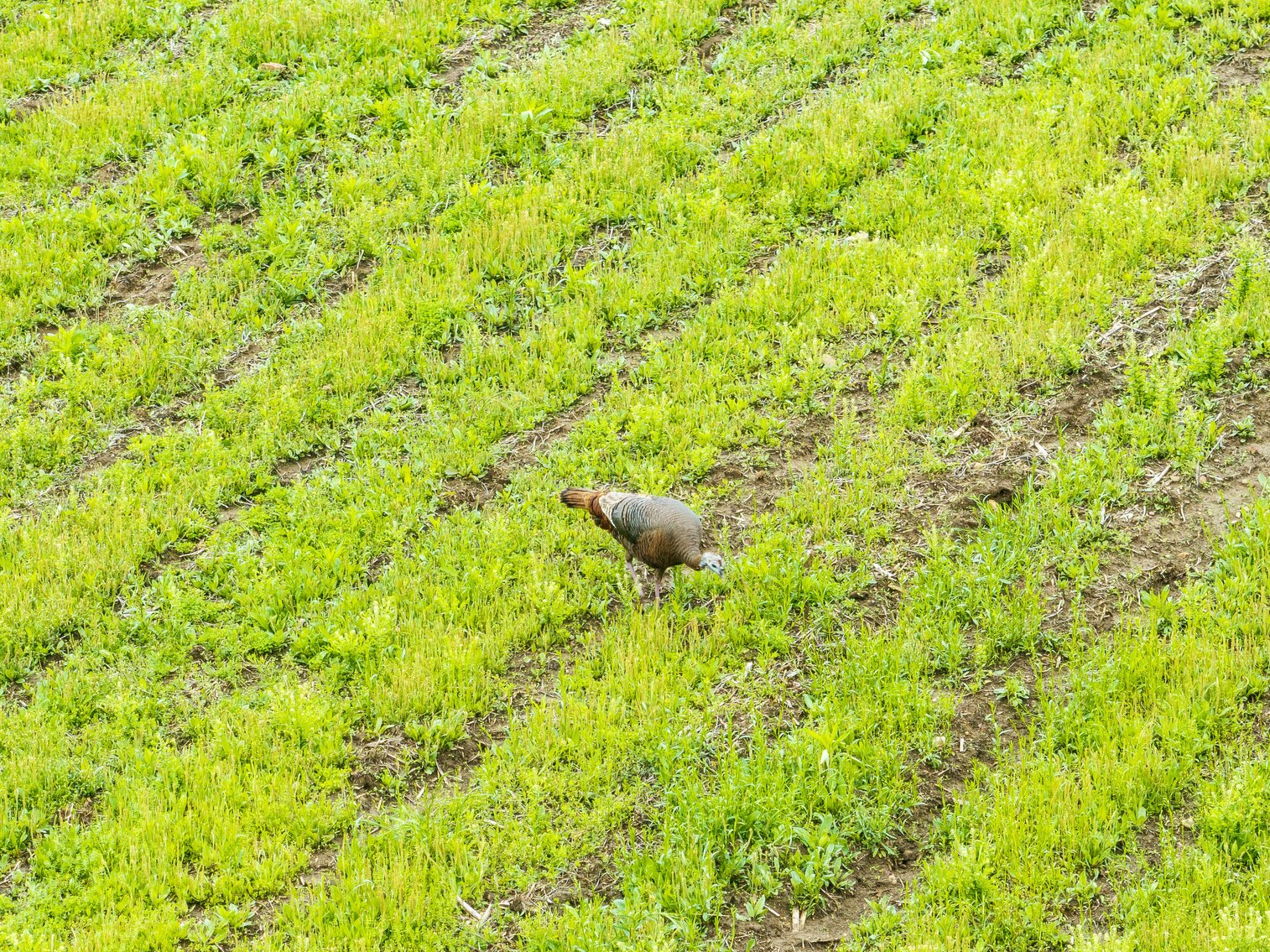 Image for 129.73 acres m/l, Hwy 6, Humphreys MO 64646, MLS 24026595