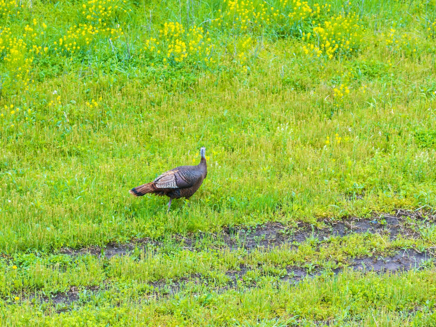 Image for 129.73 acres m/l, Hwy 6, Humphreys MO 64646, MLS 24026595