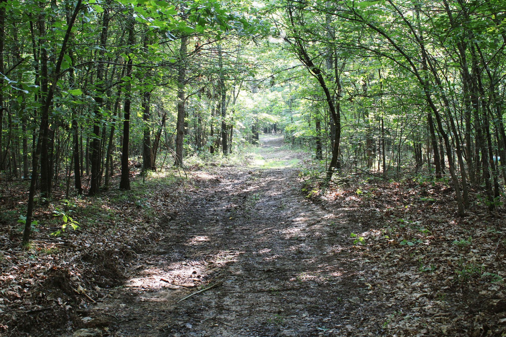 Image for Tract 2, 31.37 Acres, BCR 306 Marble Hill, MO 63764 MLS #2444129