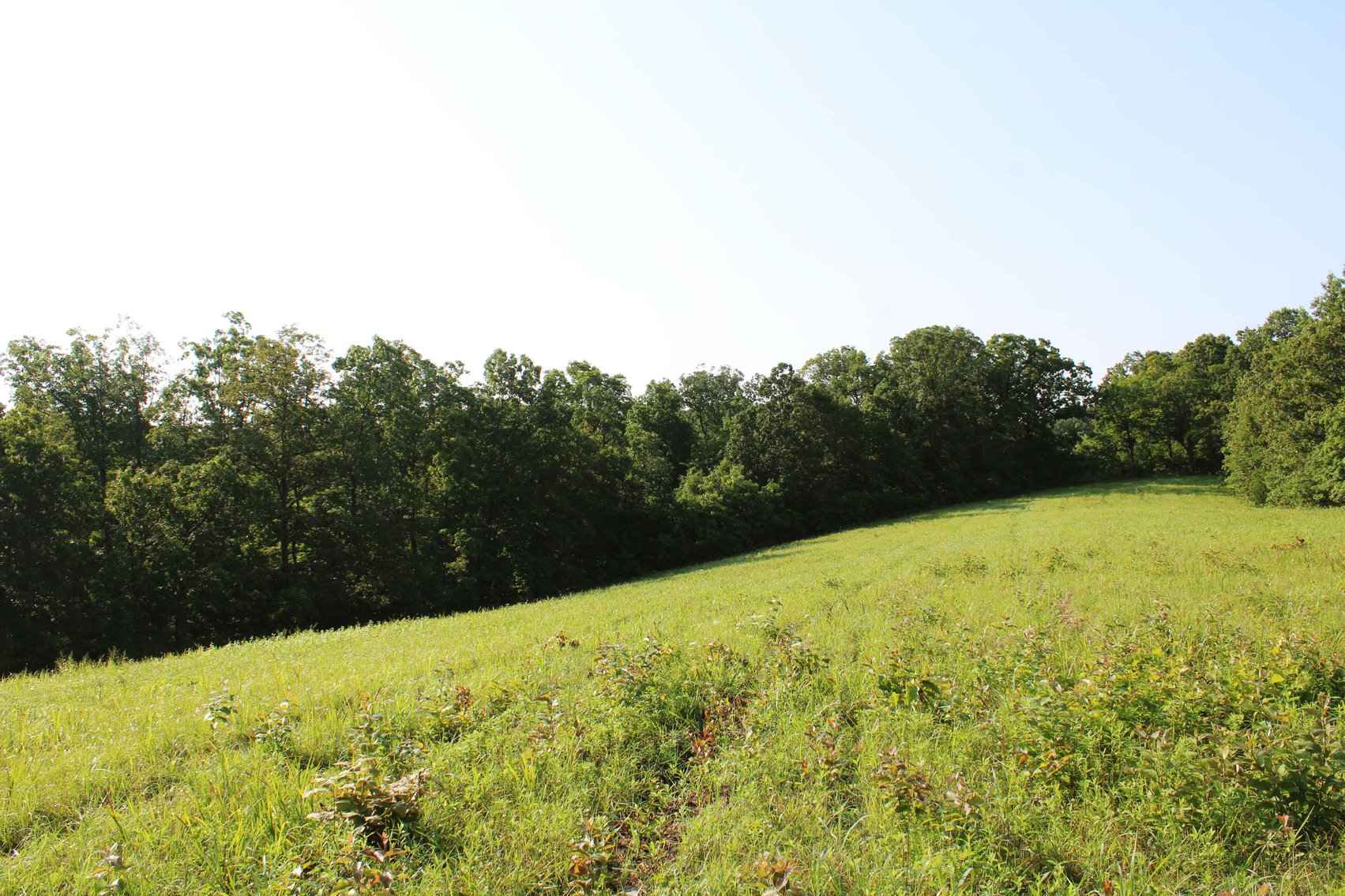 Image for Tract 2, 31.37 Acres, BCR 306 Marble Hill, MO 63764 MLS #2444129