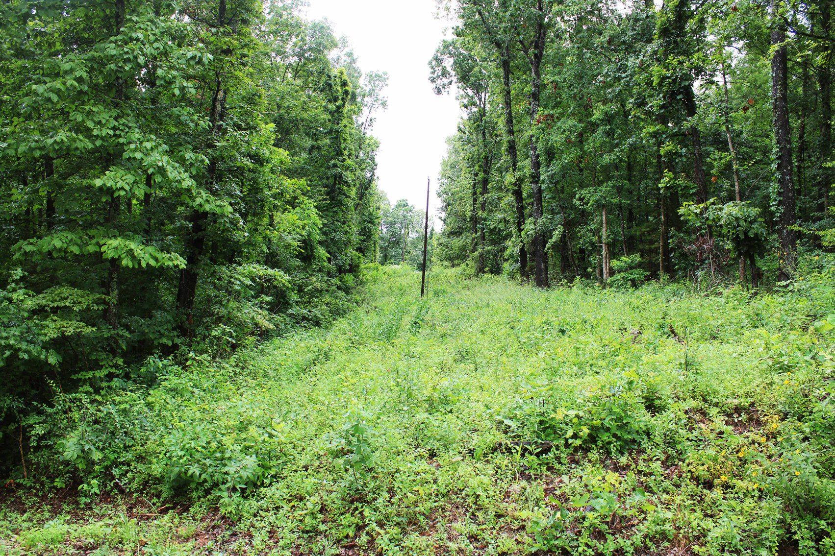 Image for 19.43 Acres M/L, BCR 500 Marble Hill, MO, 63764, MLS #24044744