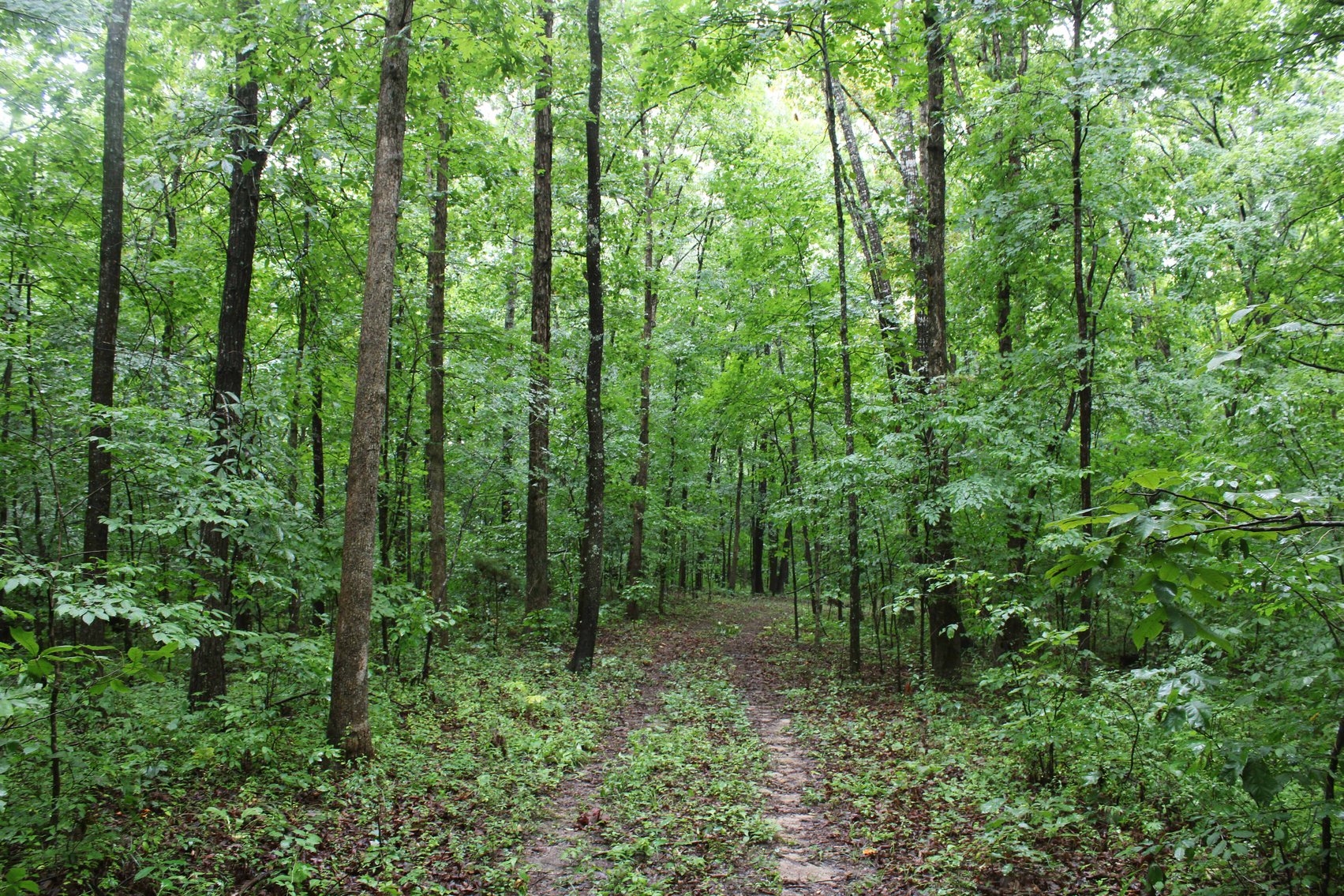 Image for 19.43 Acres M/L, BCR 500 Marble Hill, MO, 63764, MLS #24044744
