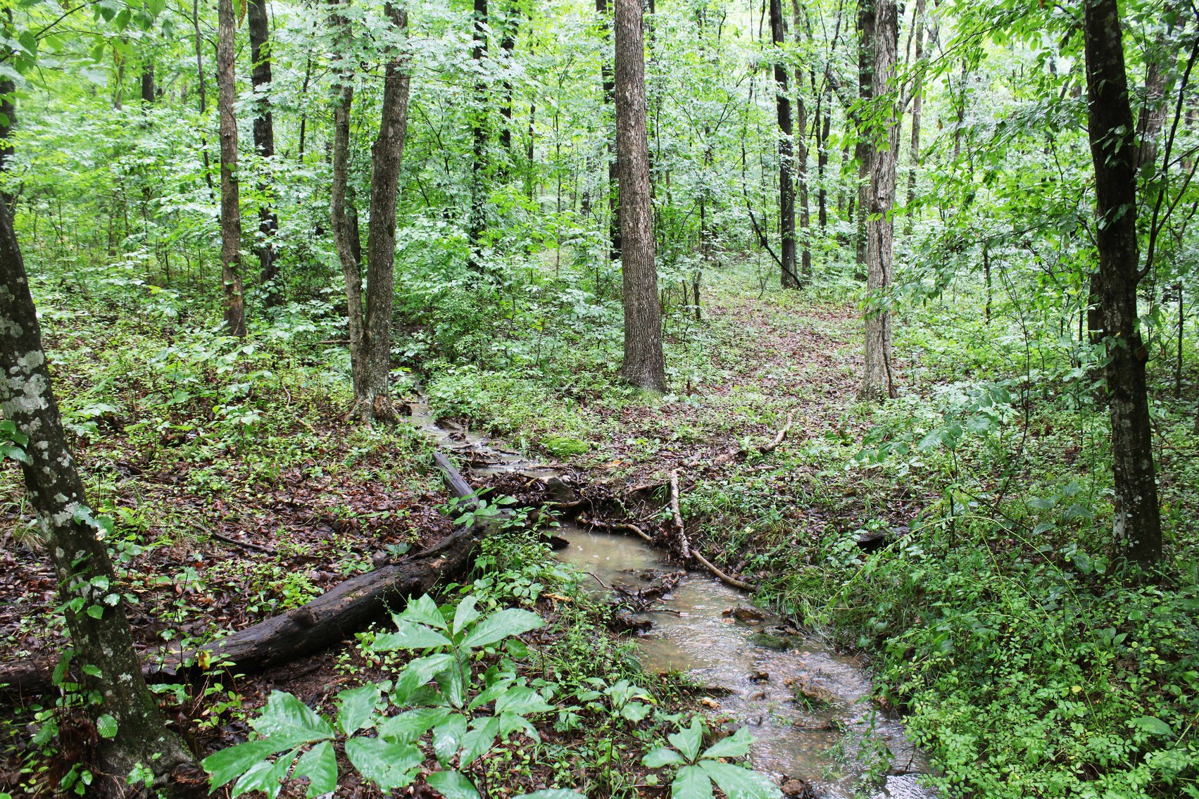 Image for 19.43 Acres M/L, BCR 500 Marble Hill, MO, 63764, MLS #24044744