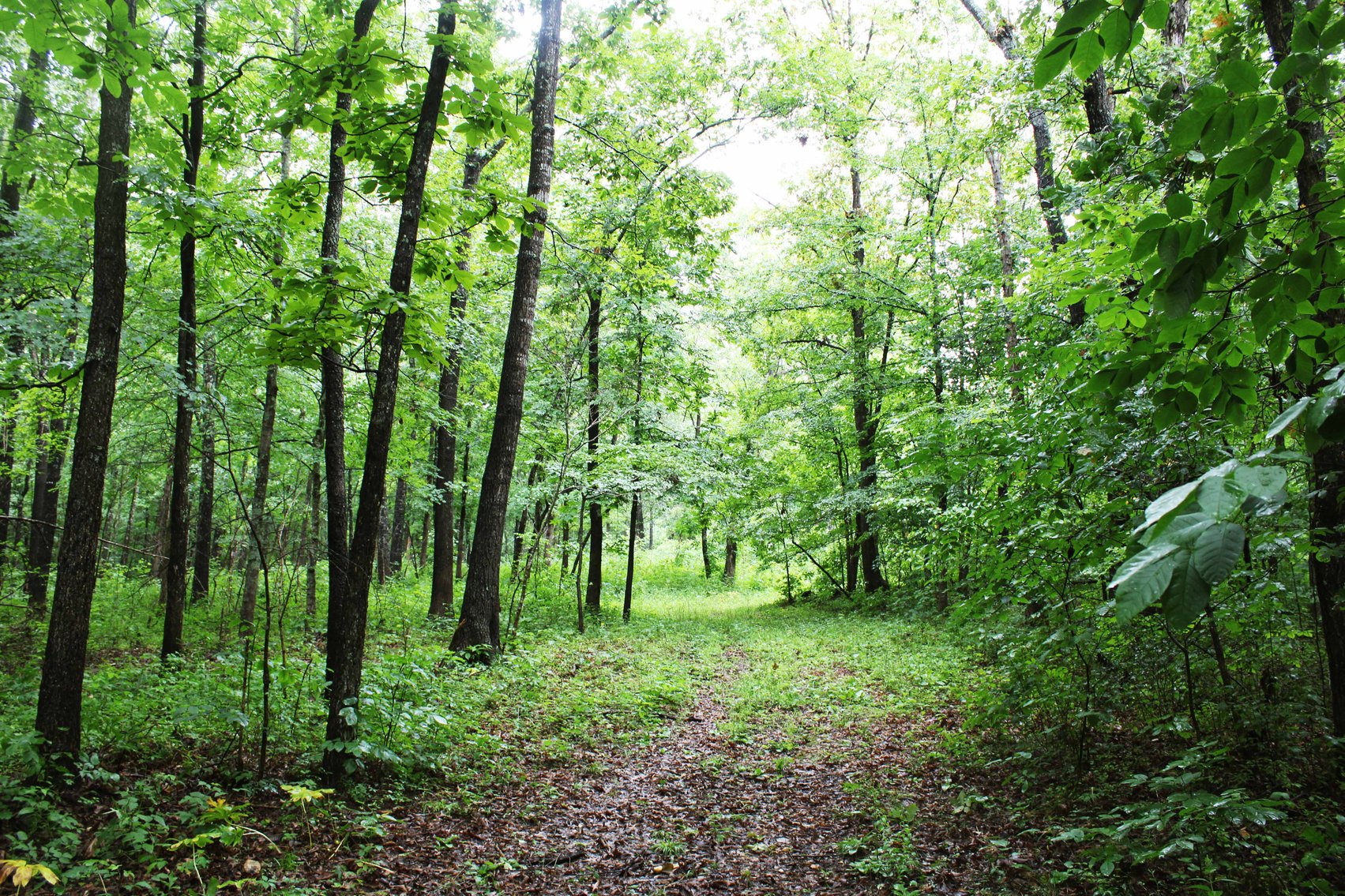 Image for 19.43 Acres M/L, BCR 500 Marble Hill, MO, 63764, MLS #24044744