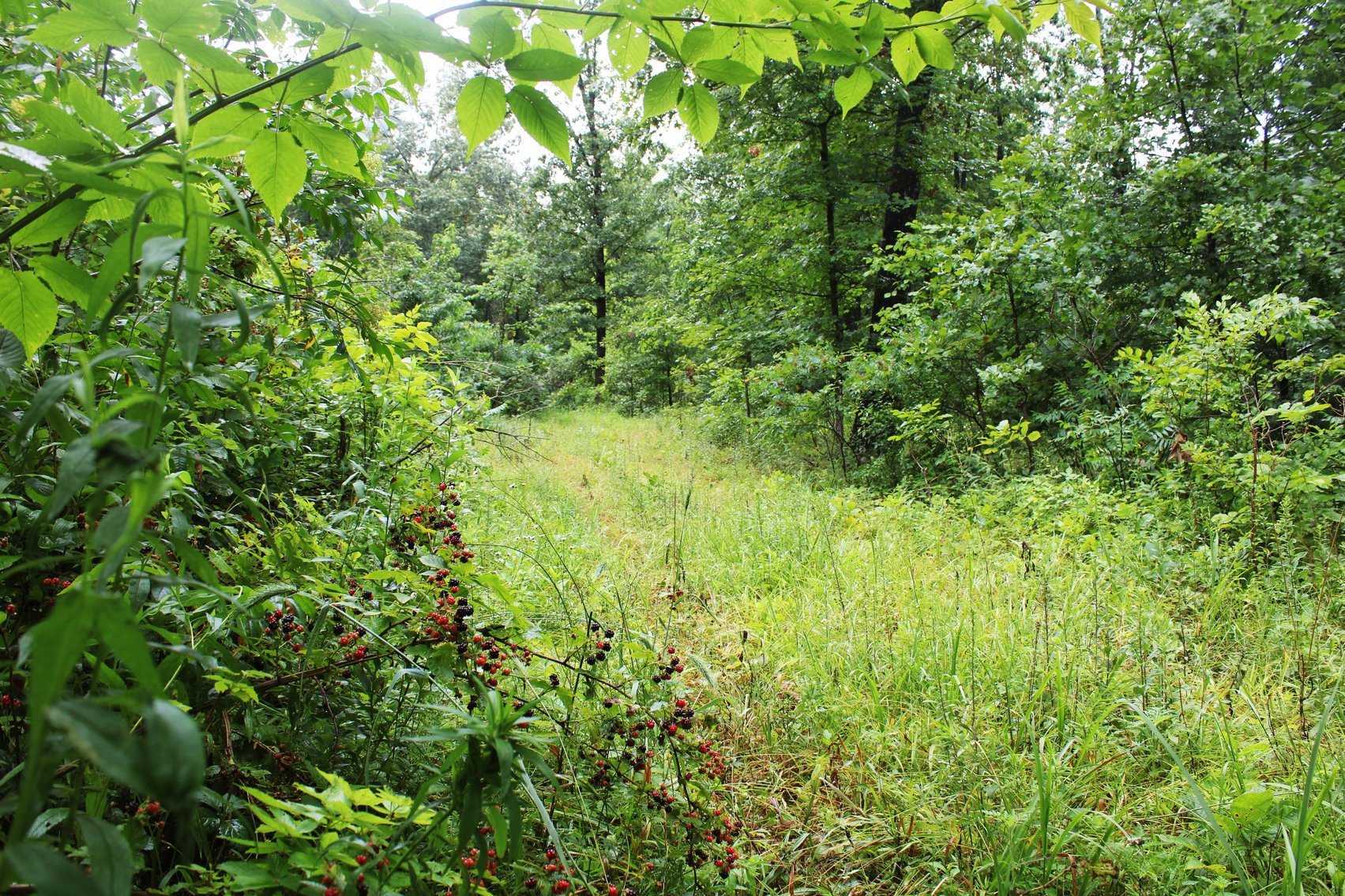 Image for 19.43 Acres M/L, BCR 500 Marble Hill, MO, 63764, MLS #24044744