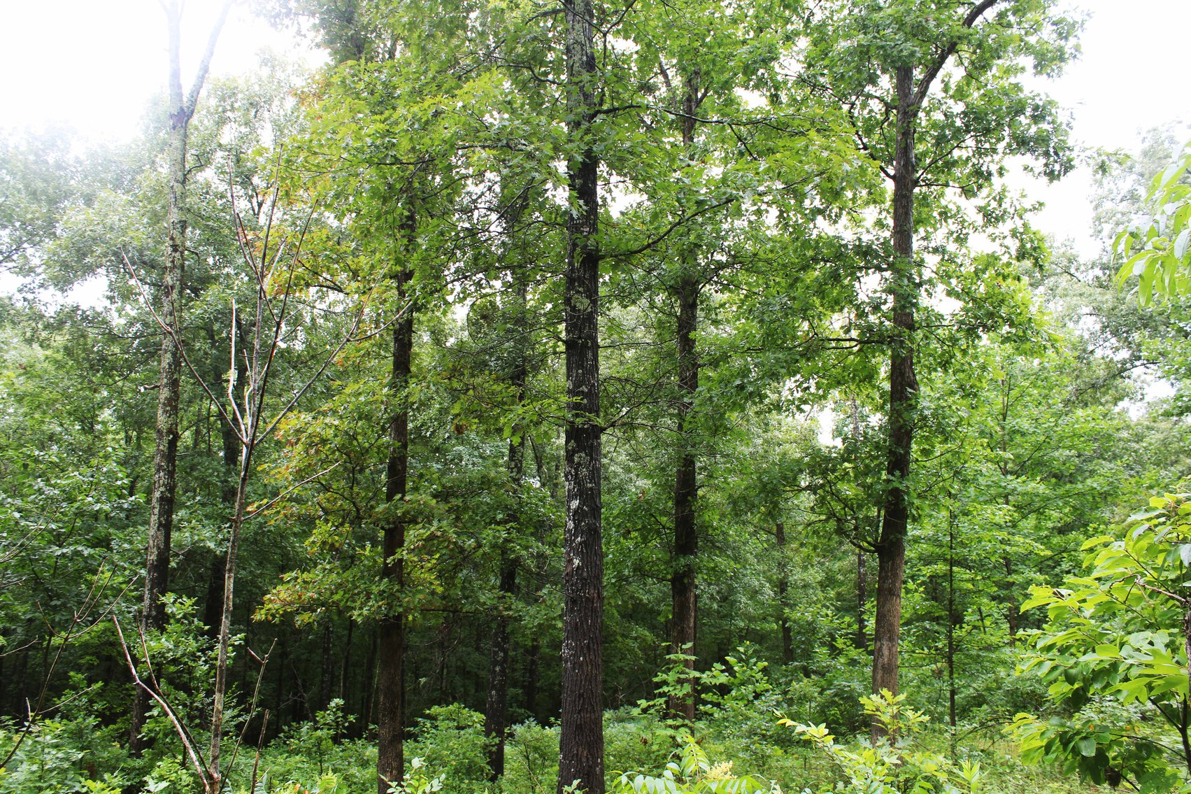 Image for 19.43 Acres M/L, BCR 500 Marble Hill, MO, 63764, MLS #24044744