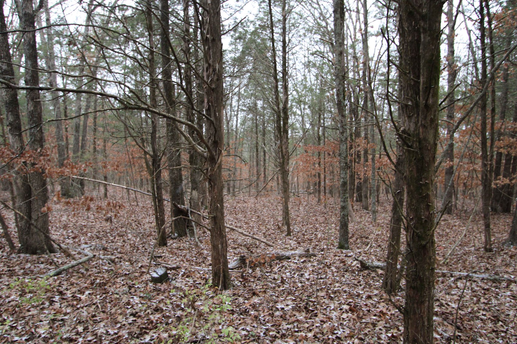 Image for 5.39 Acres +/-, Mineral lane, Park Hills, MO 63601, MLS 24075052