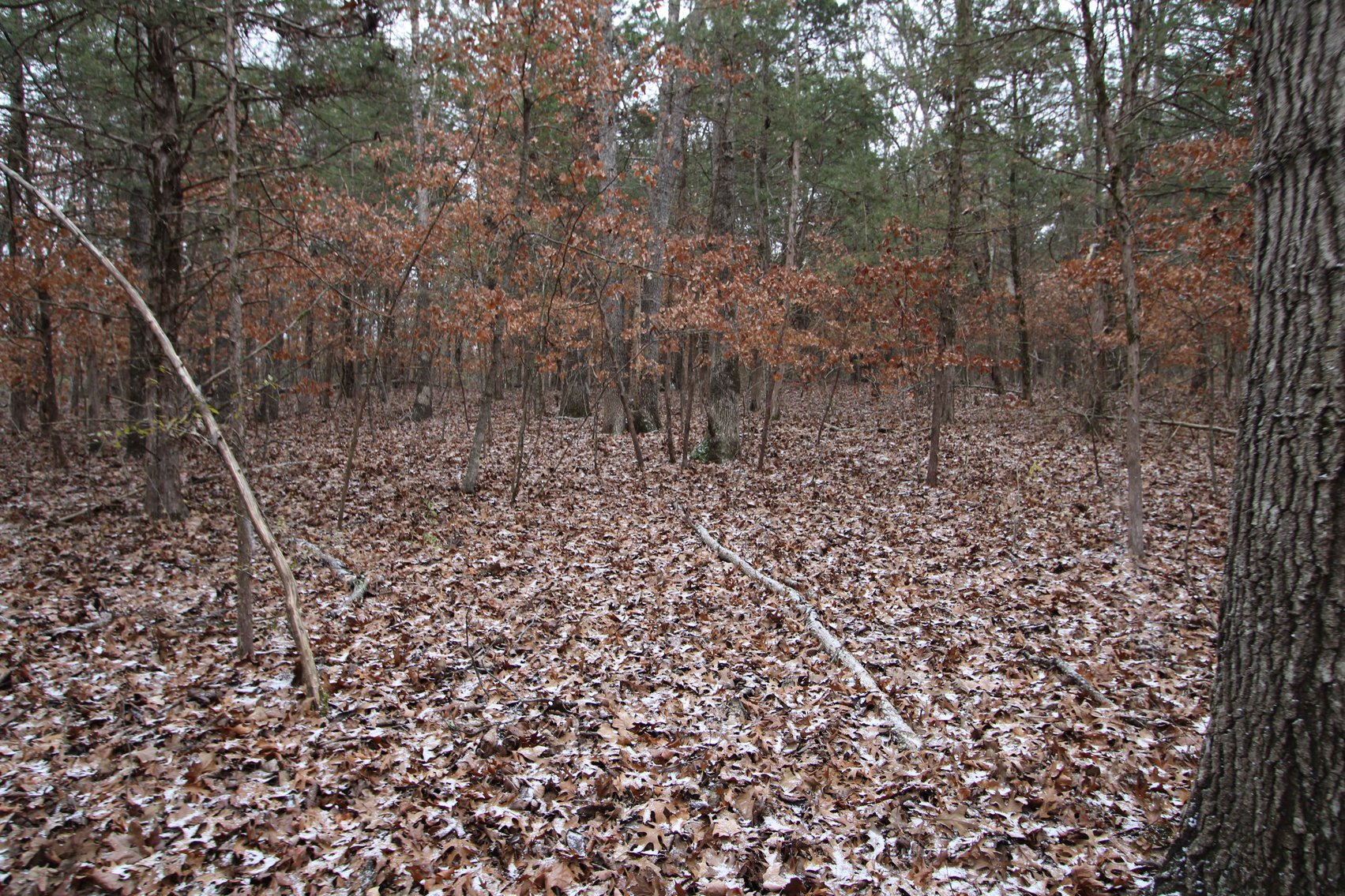 Image for 5.39 Acres +/-, Mineral lane, Park Hills, MO 63601, MLS 24075052