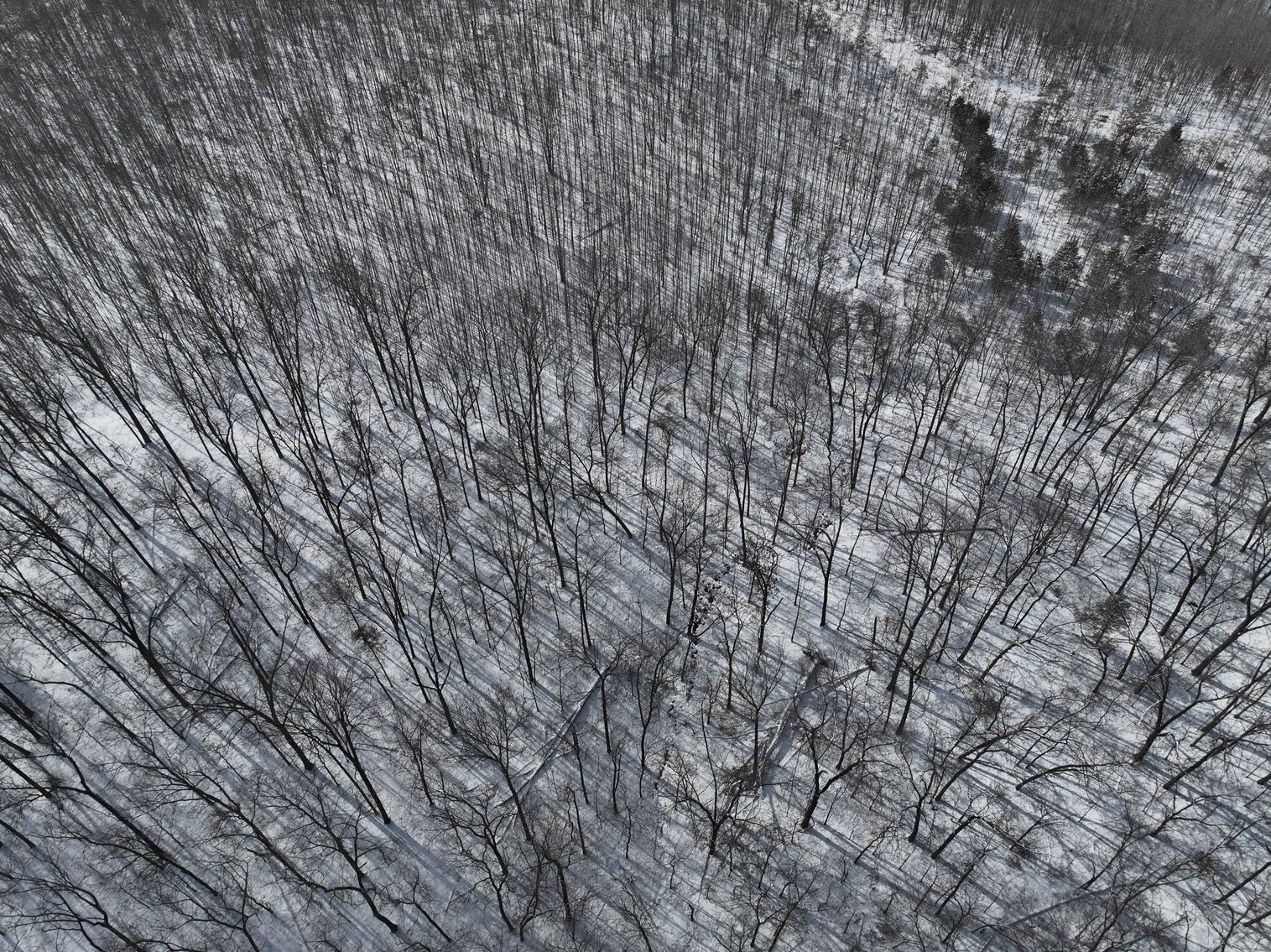 Image for 70 Acres+\- BCR 710, Zalma MO 63787, MLS 25009340