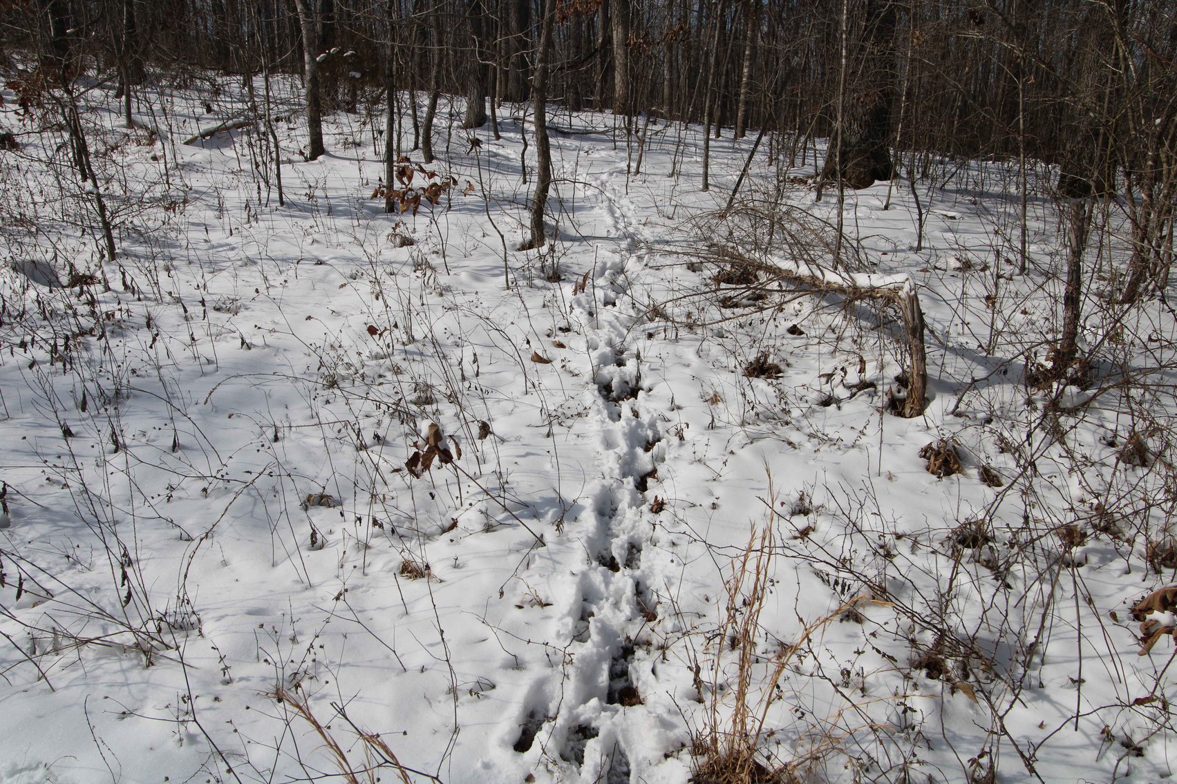 Image for 70 Acres+\- BCR 710, Zalma MO 63787, MLS 25009340