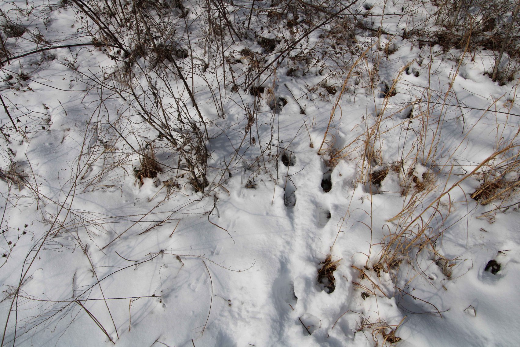 Image for 70 Acres+\- BCR 710, Zalma MO 63787, MLS 25009340