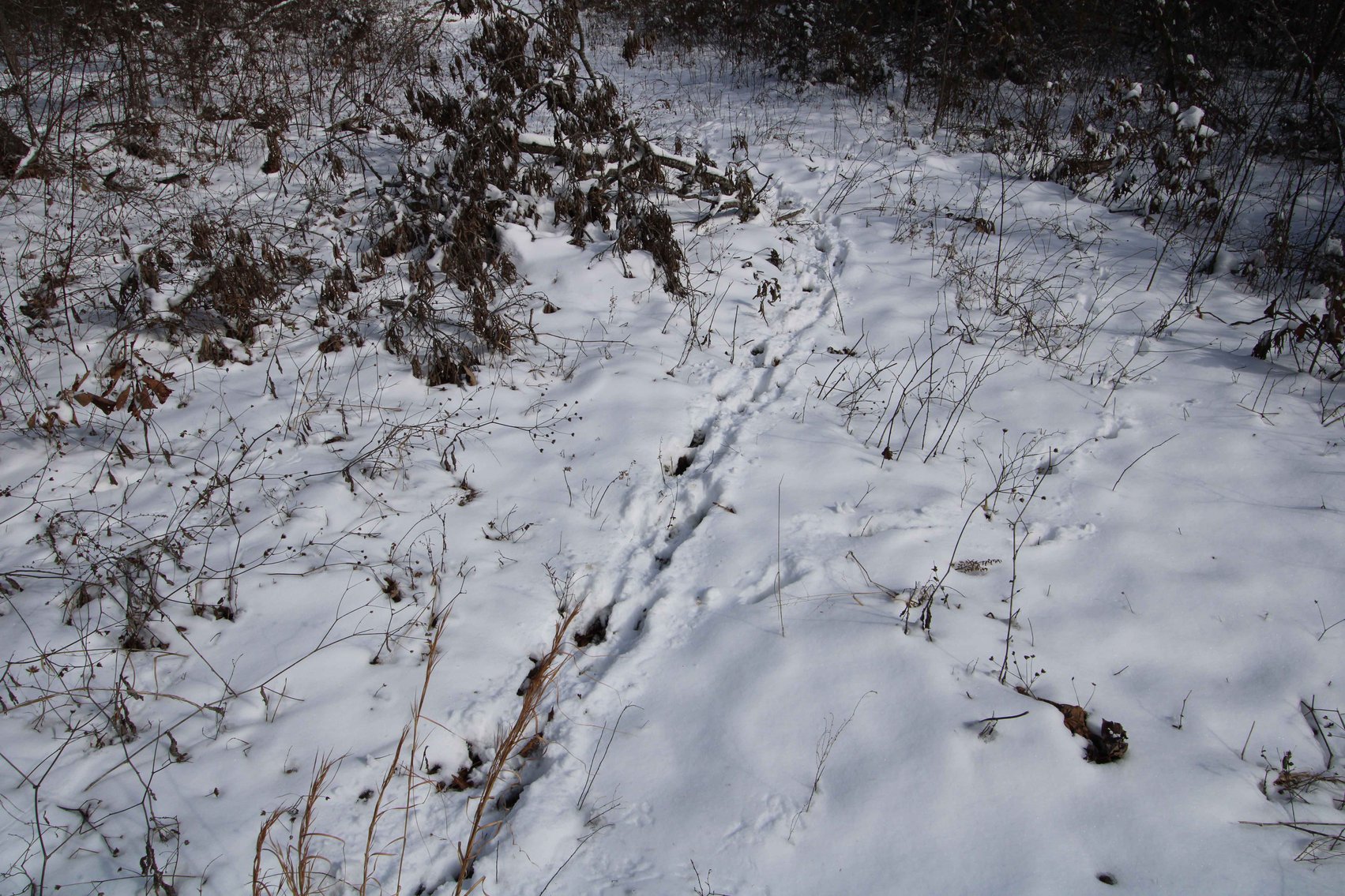 Image for 70 Acres+\- BCR 710, Zalma MO 63787, MLS 25009340