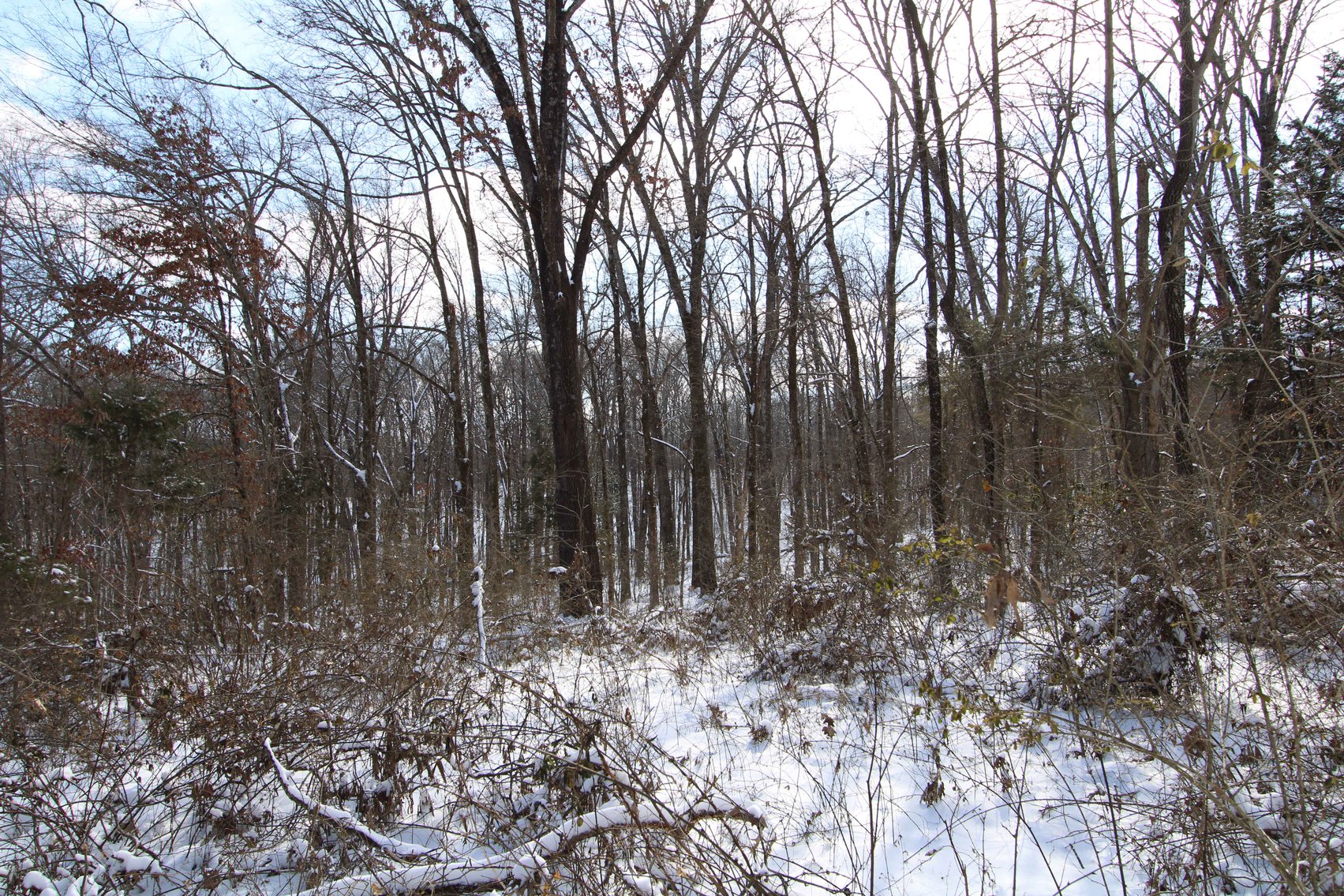 Image for 70 Acres+\- BCR 710, Zalma MO 63787, MLS 25009340