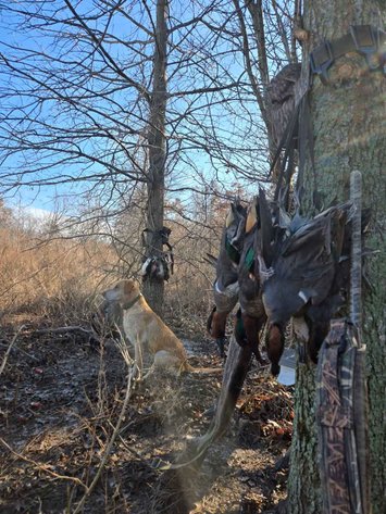 Image for 163.02 Acres +/-, County Line Road 832, Sikeston, MO 63801, MLS #25014302