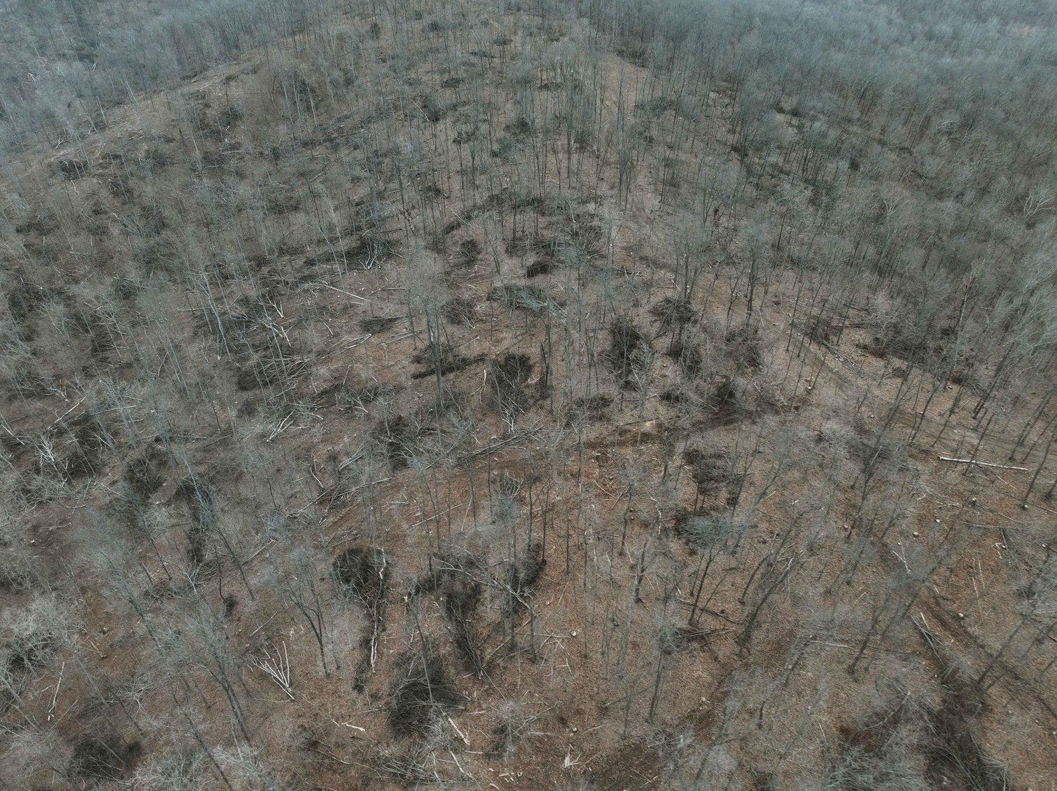 Image for 84.02 Acres +/-, BCR 532, Zalma MO 63787, MLS #25015211