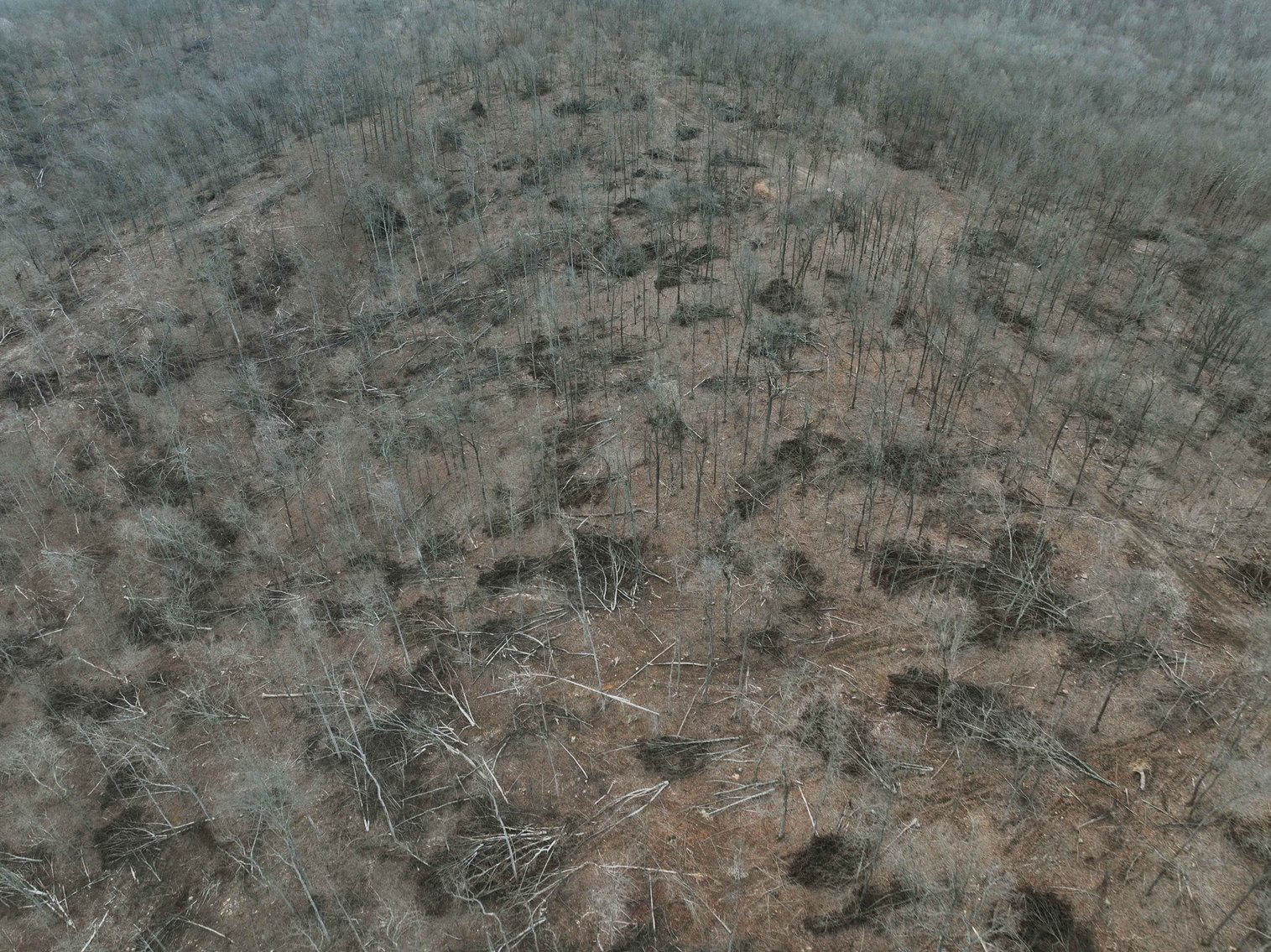 Image for 84.02 Acres +/-, BCR 532, Zalma MO 63787, MLS #25015211