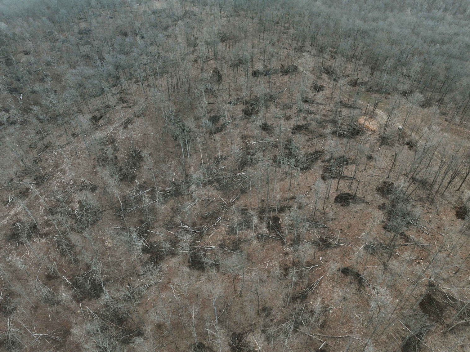 Image for 84.02 Acres +/-, BCR 532, Zalma MO 63787, MLS #25015211