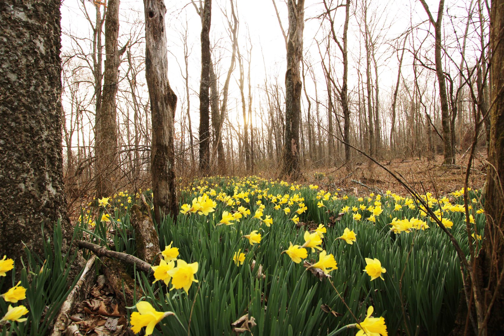 Image for 84.02 Acres +/-, BCR 532, Zalma MO 63787, MLS #25015211