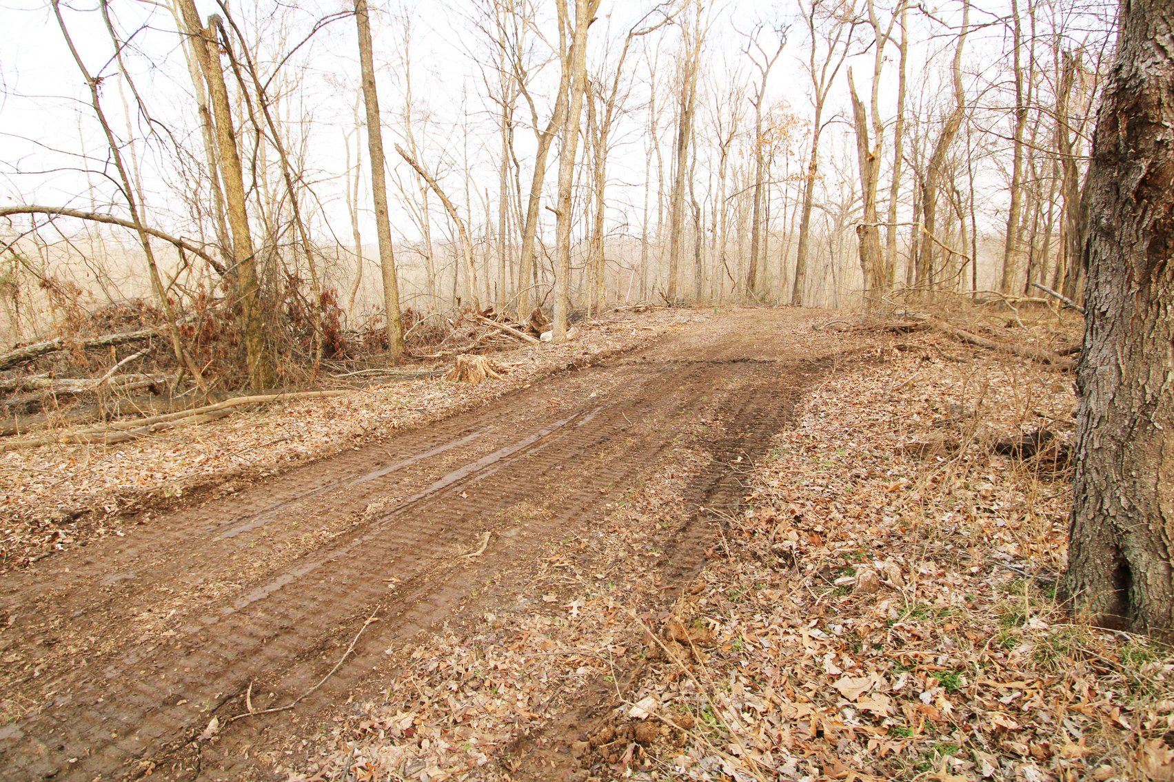 Image for 84.02 Acres +/-, BCR 532, Zalma MO 63787, MLS #25015211