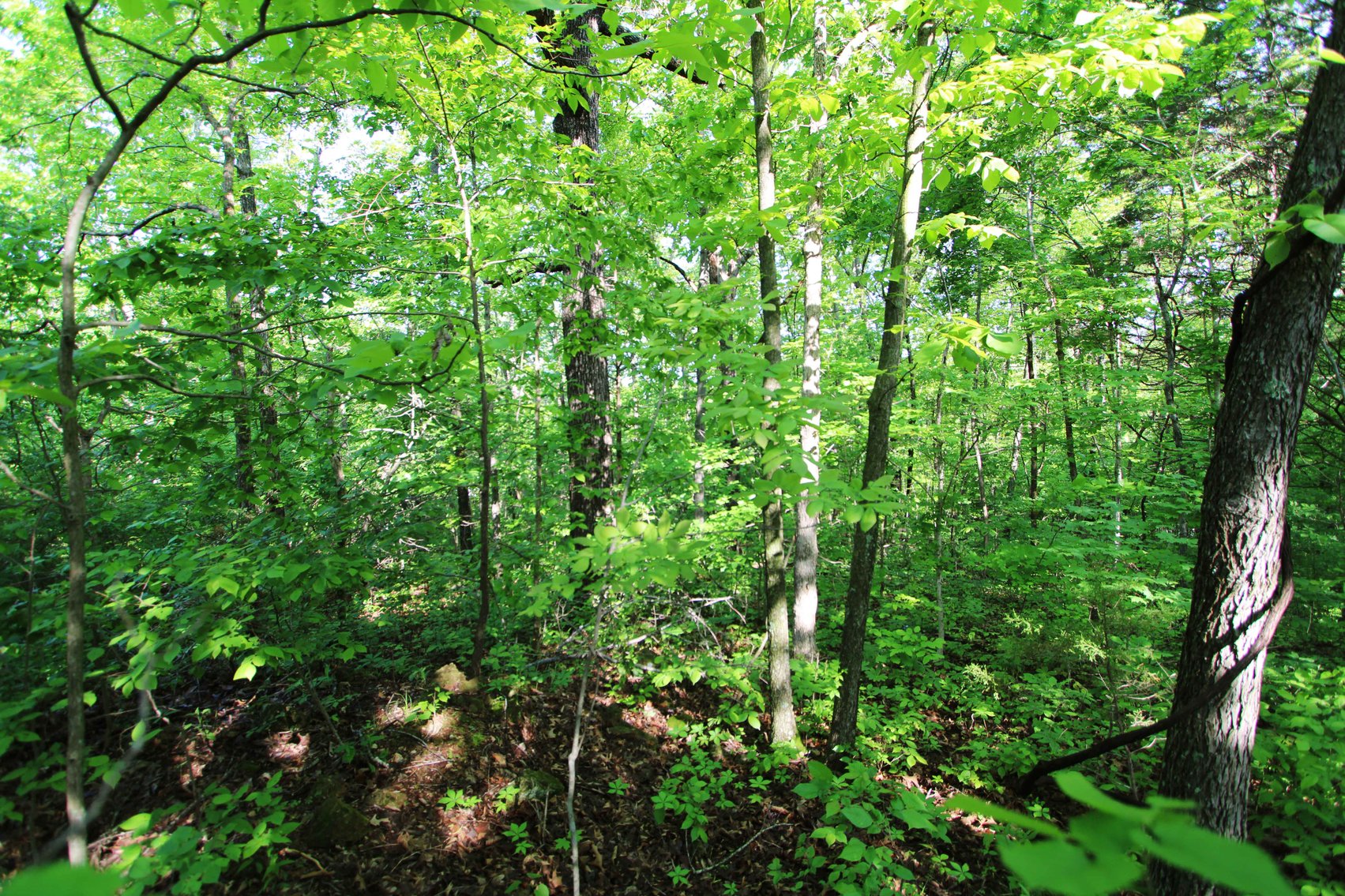Image for Lot 123 & 124, County Road 816, Perryville, MO 63775, MLS# 25030568