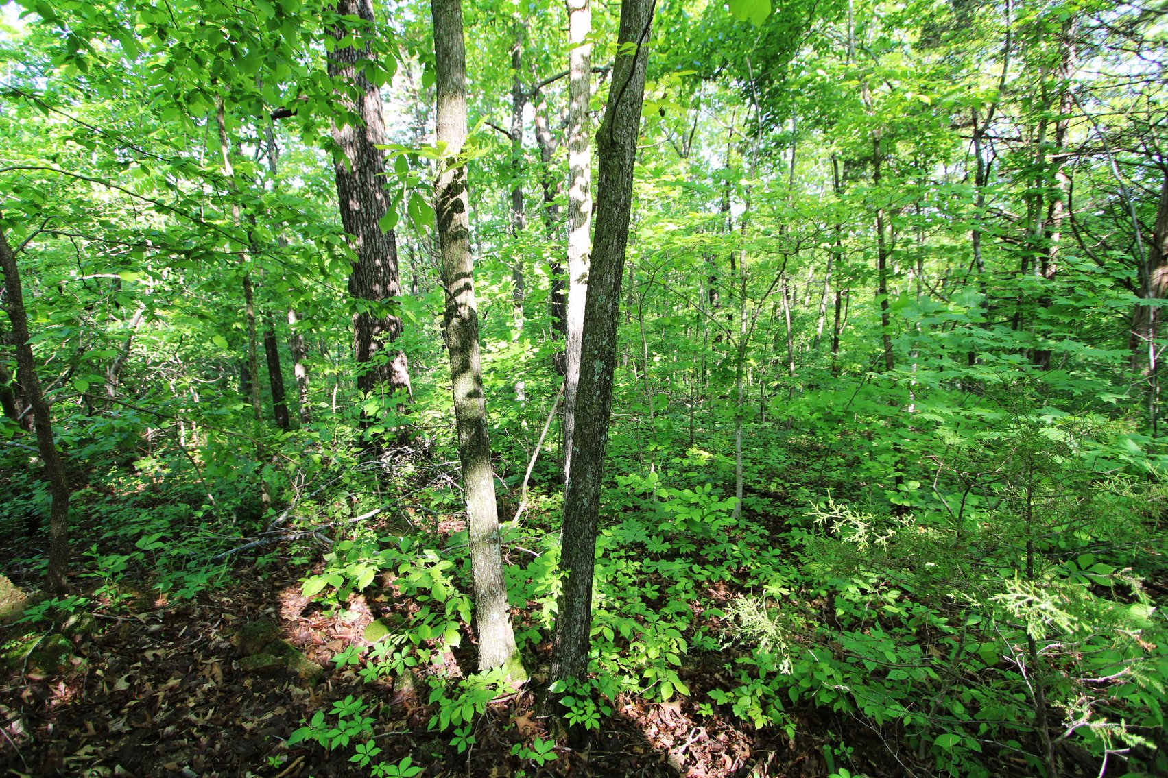 Image for Lot 123 & 124, County Road 816, Perryville, MO 63775, MLS# 25030568